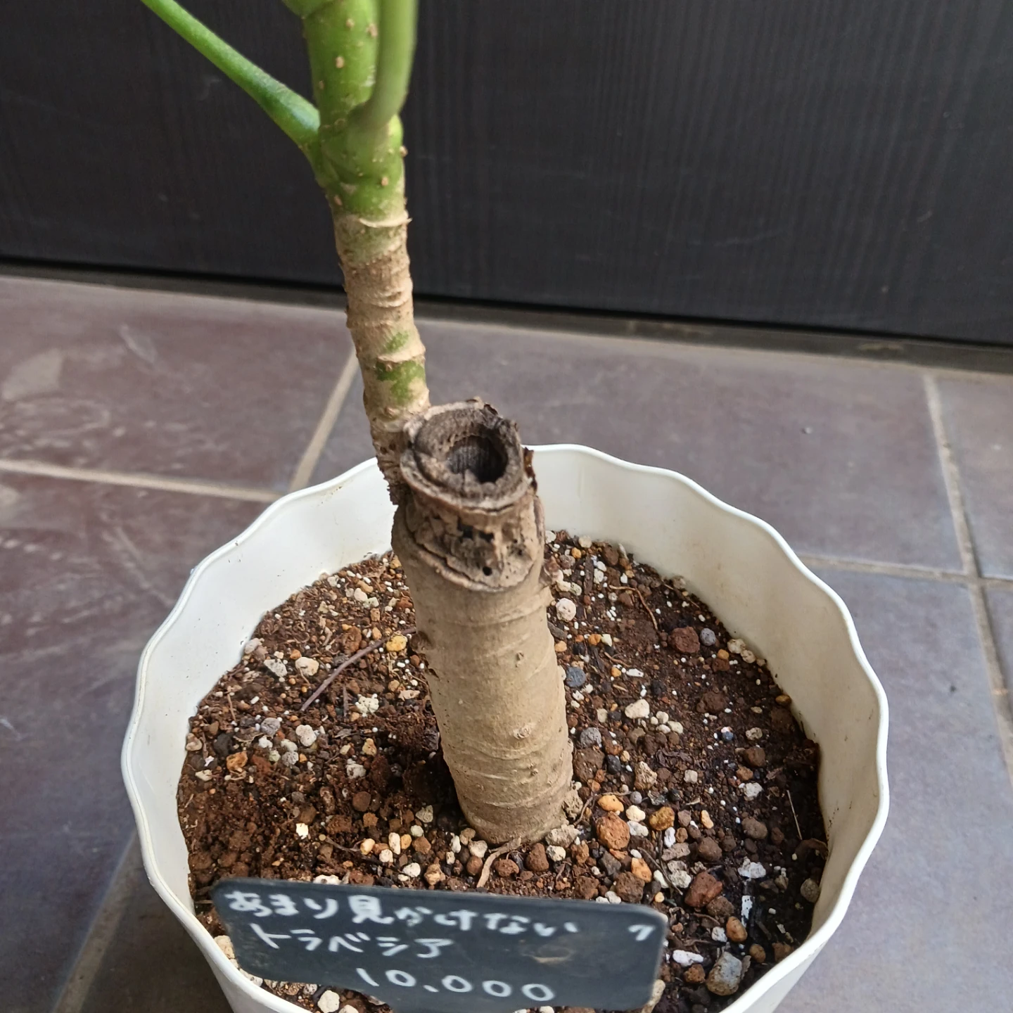 希少植物★7 トラベシア　パルマータ　5号　観葉植物　レアの写真9枚目