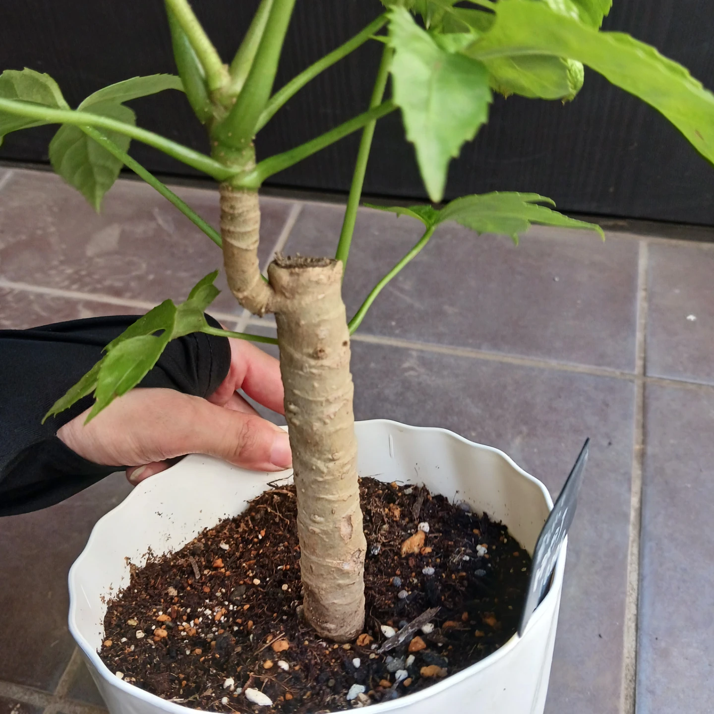 希少植物★12 トラベシア　パルマータ　5号　観葉植物　レアの写真9枚目