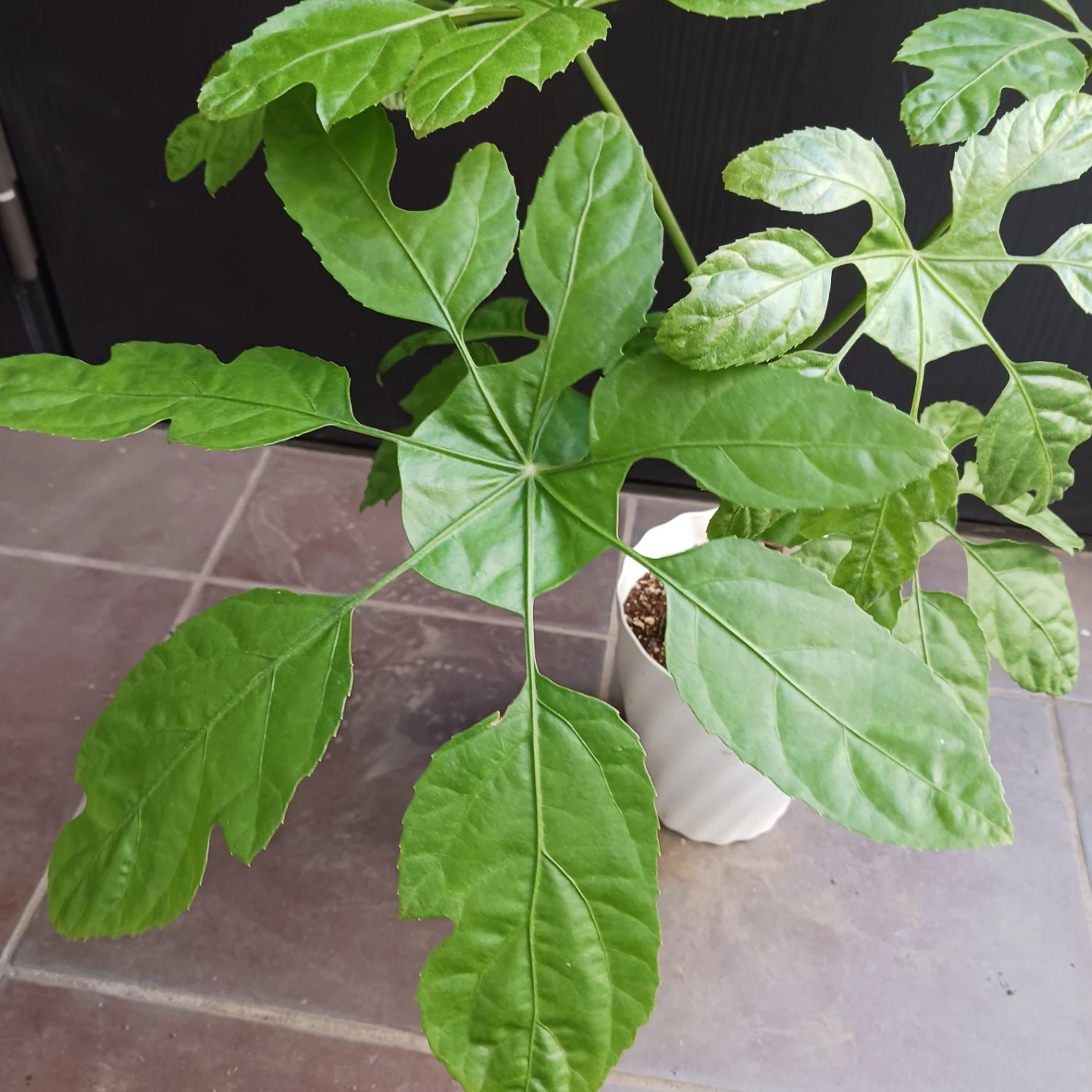 希少植物★7 トラベシア　パルマータ　5号　観葉植物　レアの写真4枚目