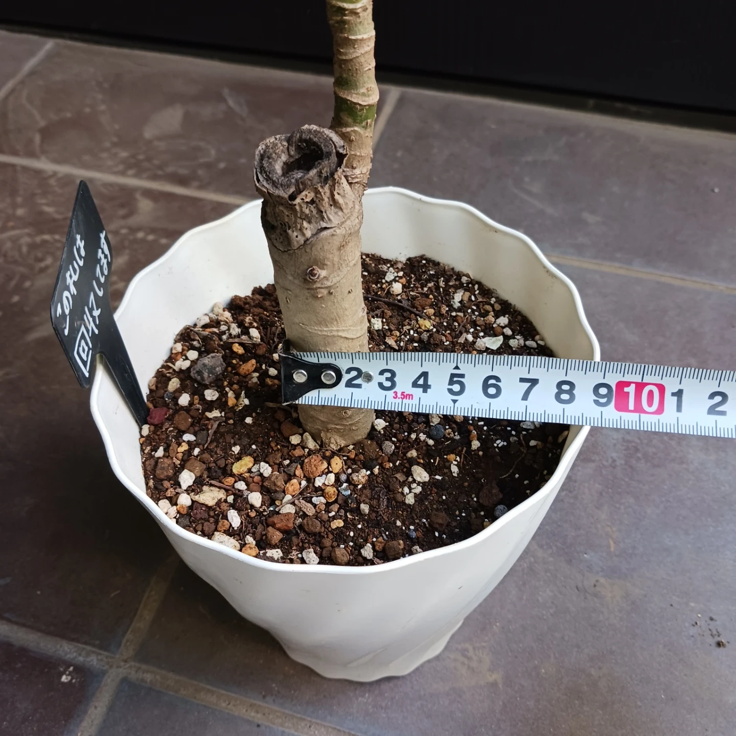 希少植物★7 トラベシア パルマータ 5号 観葉植物 レアの写真10枚目