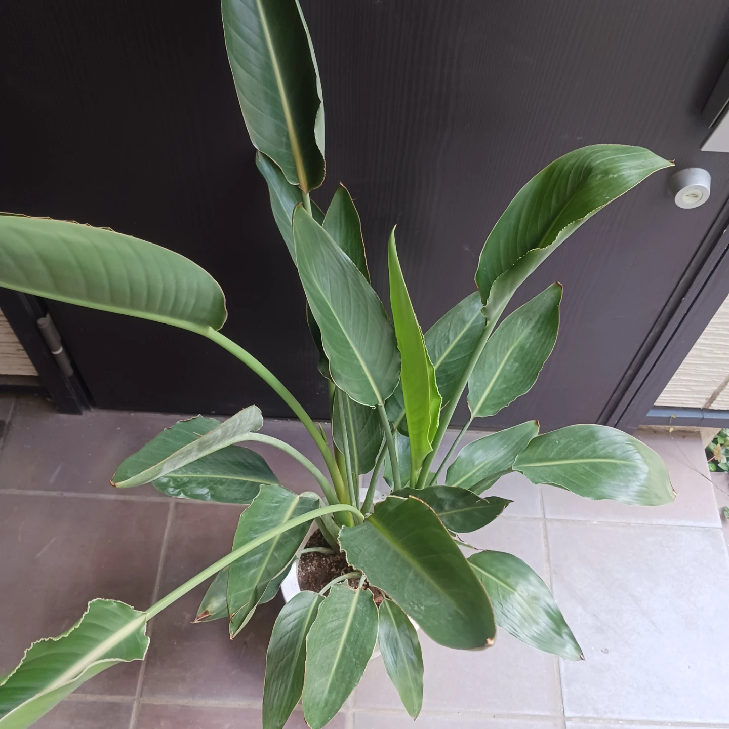 強くて丈夫★ストレリチア　7号　レギネ　極楽鳥花　ゴクラクチョウカ　観葉植物　ストレチアの写真7枚目