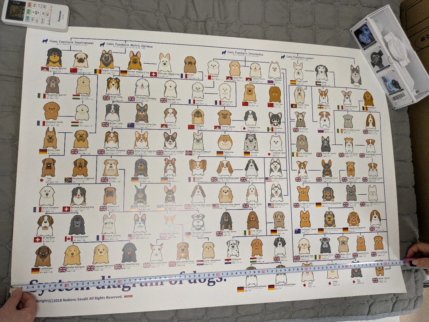 【未使用】イラストの犬種分類図 ポスター