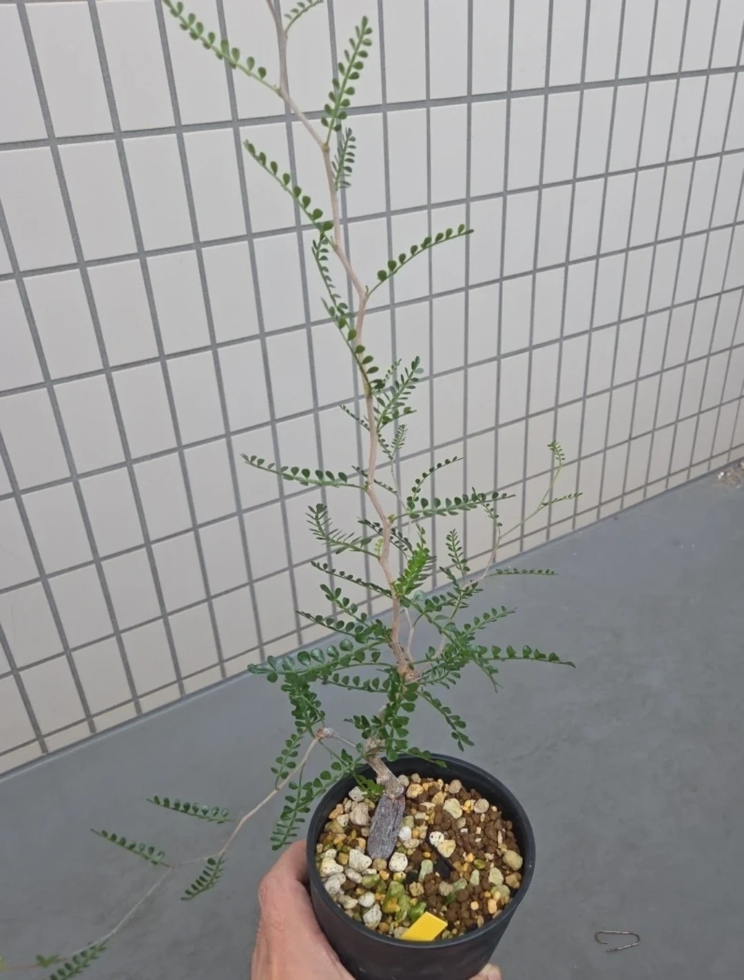 オペルクリカリア パキプス 根挿し鉢植え