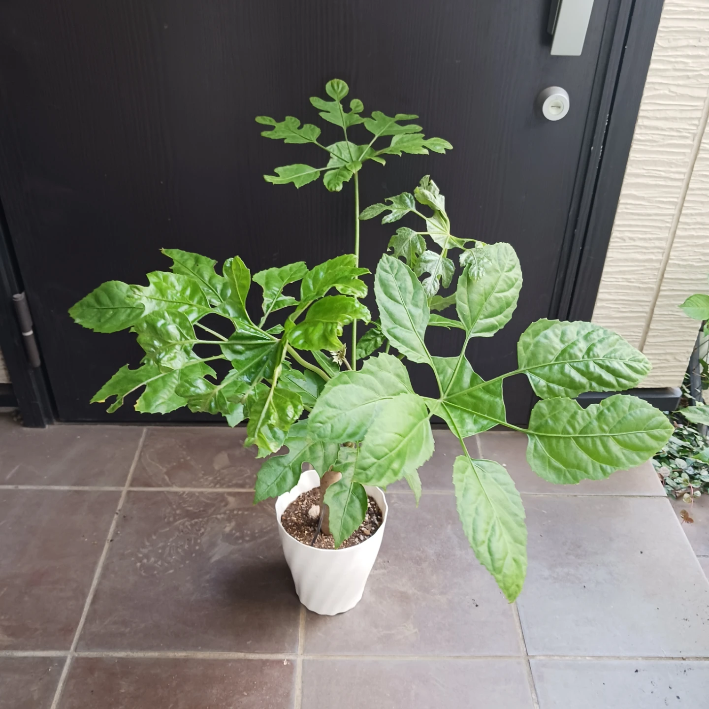 レア★5 トラベシア　トレベシア パルマータ　5号　観葉植物