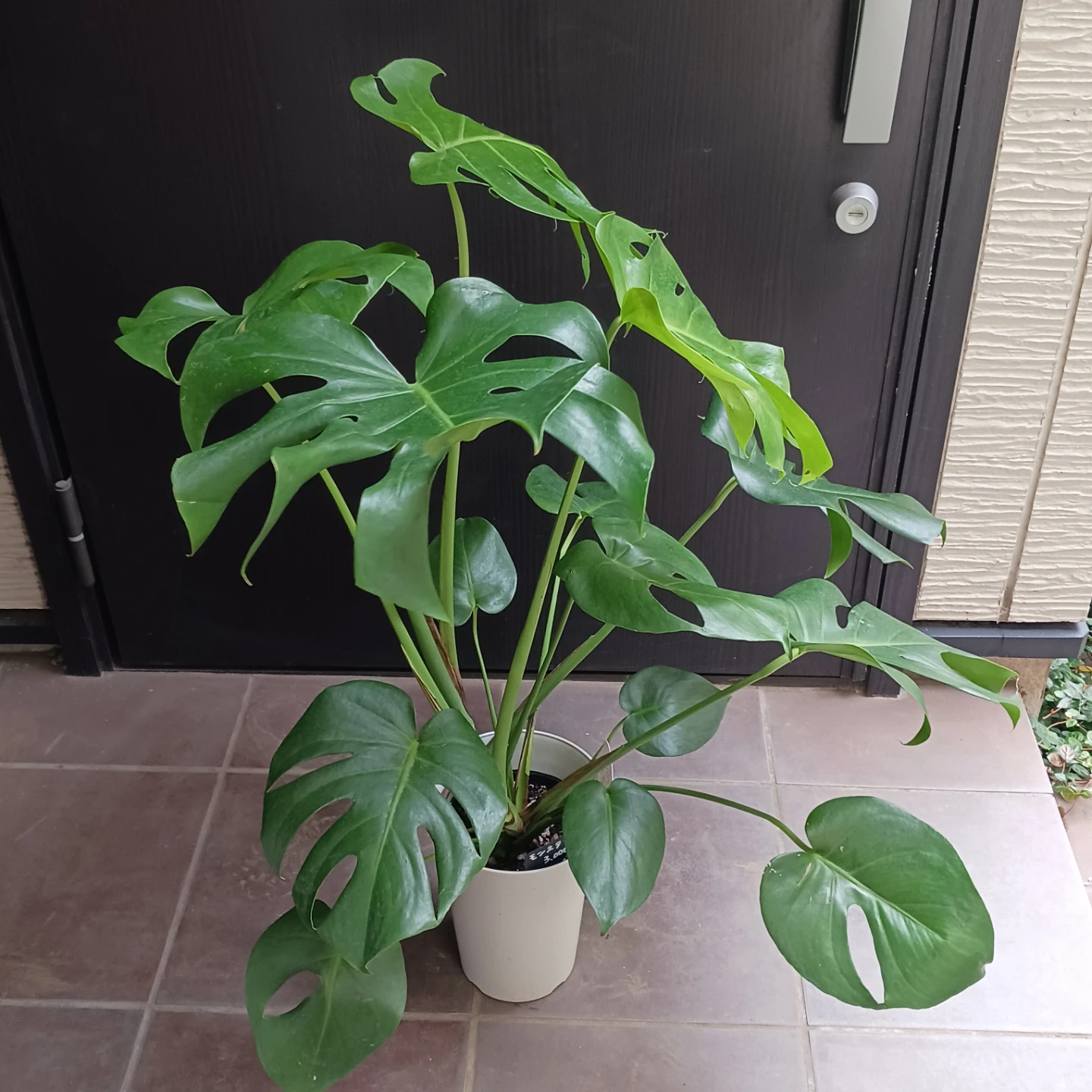 育てやすい★モンステラ　6号　観葉植物の写真4枚目