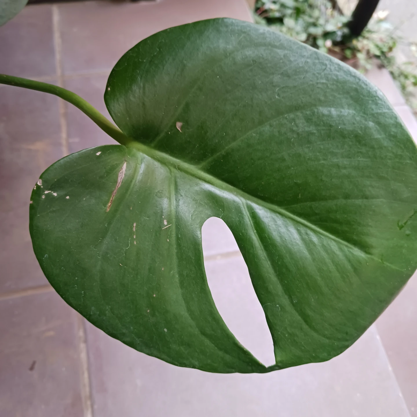 育てやすい★モンステラ　6号　観葉植物の写真8枚目