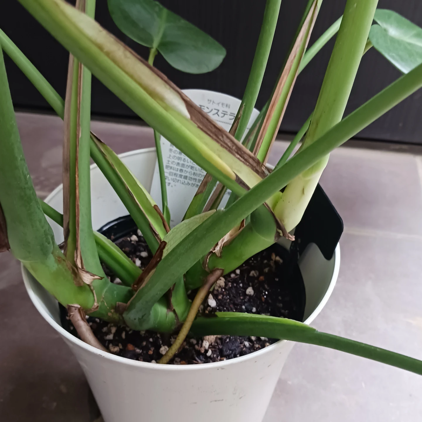 育てやすい★モンステラ　6号　観葉植物の写真5枚目