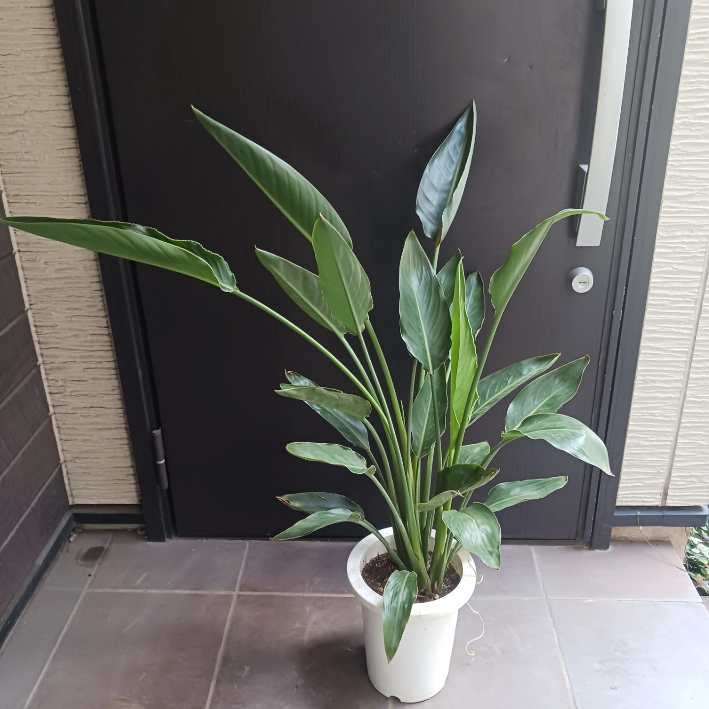 強くて丈夫★ストレリチア　7号　レギネ　極楽鳥花　ゴクラクチョウカ　観葉植物　ストレチアの写真2枚目