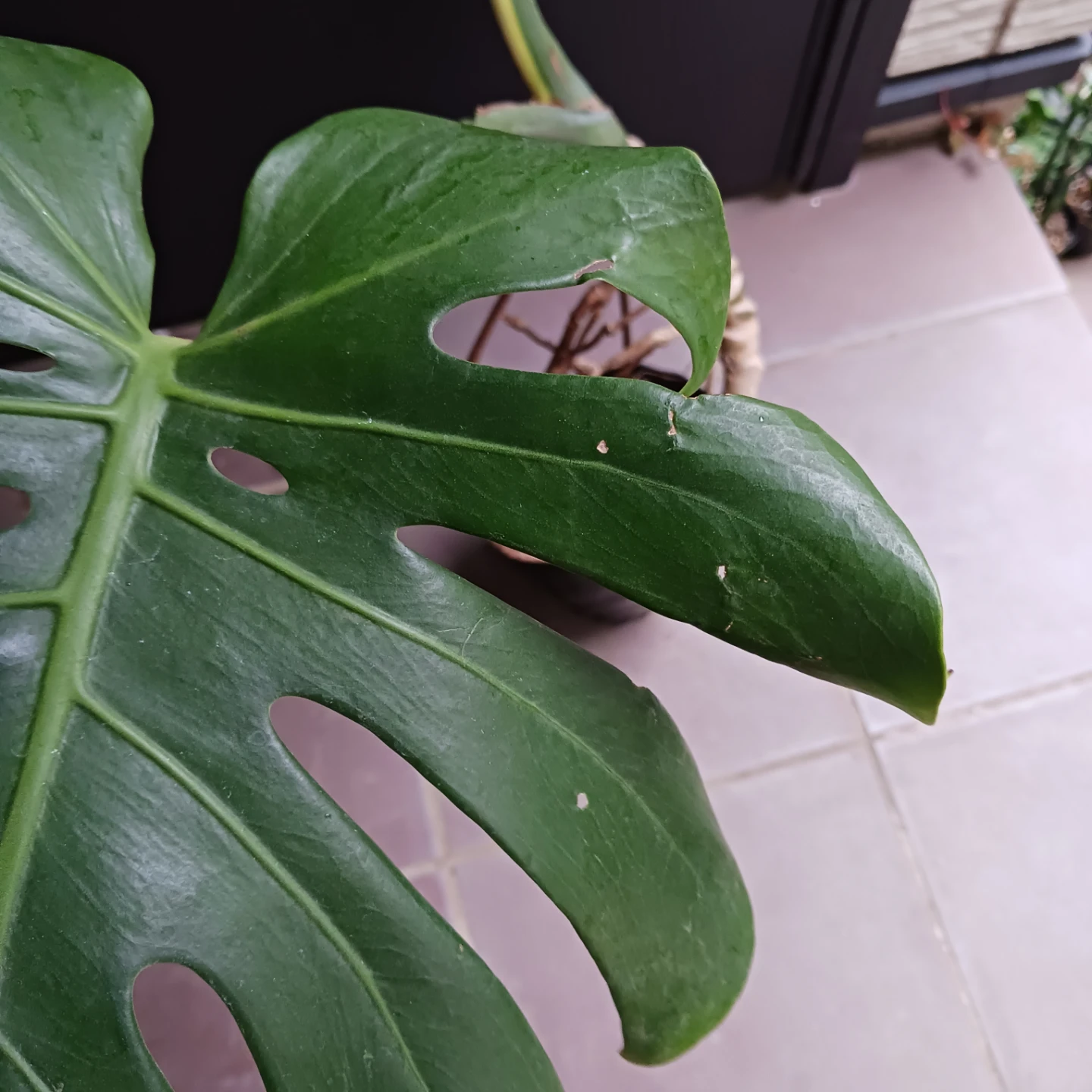 丈夫★モンステラ 5号 幹立ち　観葉植物の写真9枚目