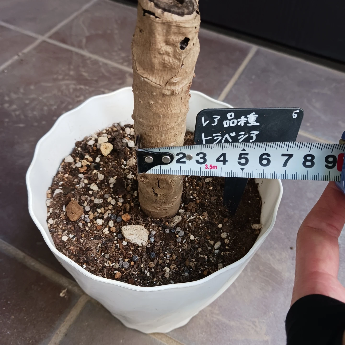 レア★5 トラベシア トレベシア パルマータ 5号 観葉植物の写真8枚目