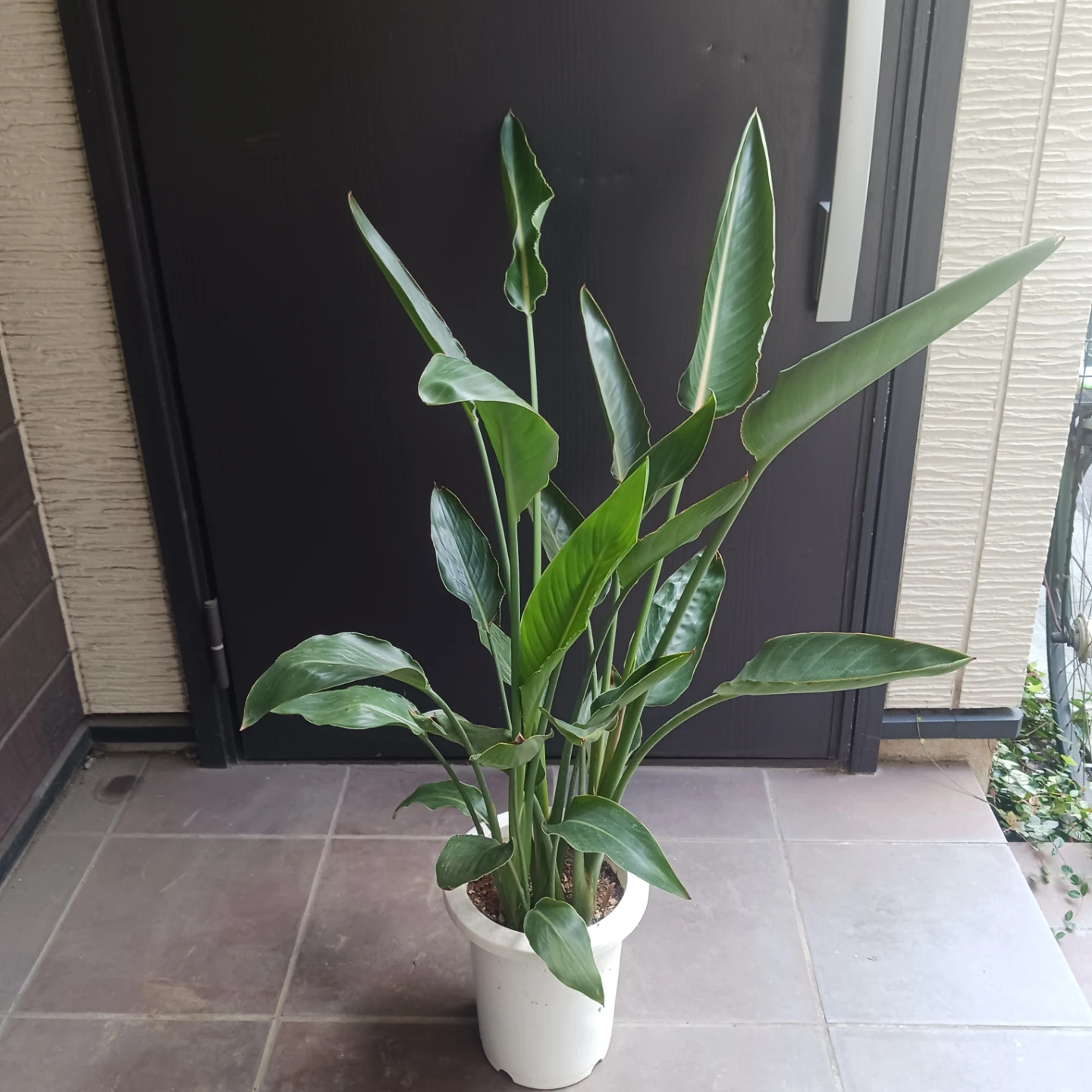 強くて丈夫★ストレリチア　7号　レギネ　極楽鳥花　ゴクラクチョウカ　観葉植物　ストレチアの写真3枚目
