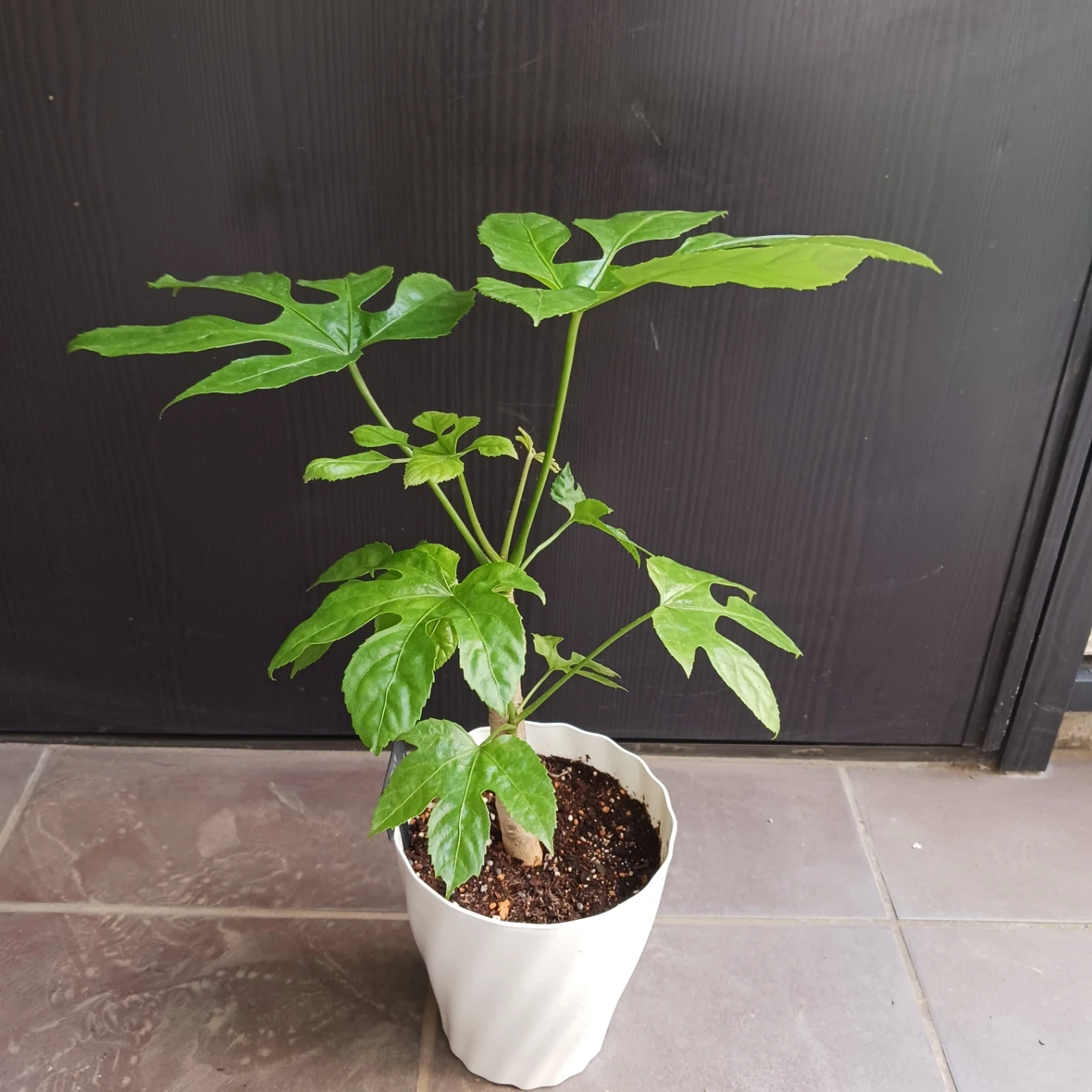 希少植物★12 トラベシア パルマータ 5号 観葉植物 レアの写真2枚目