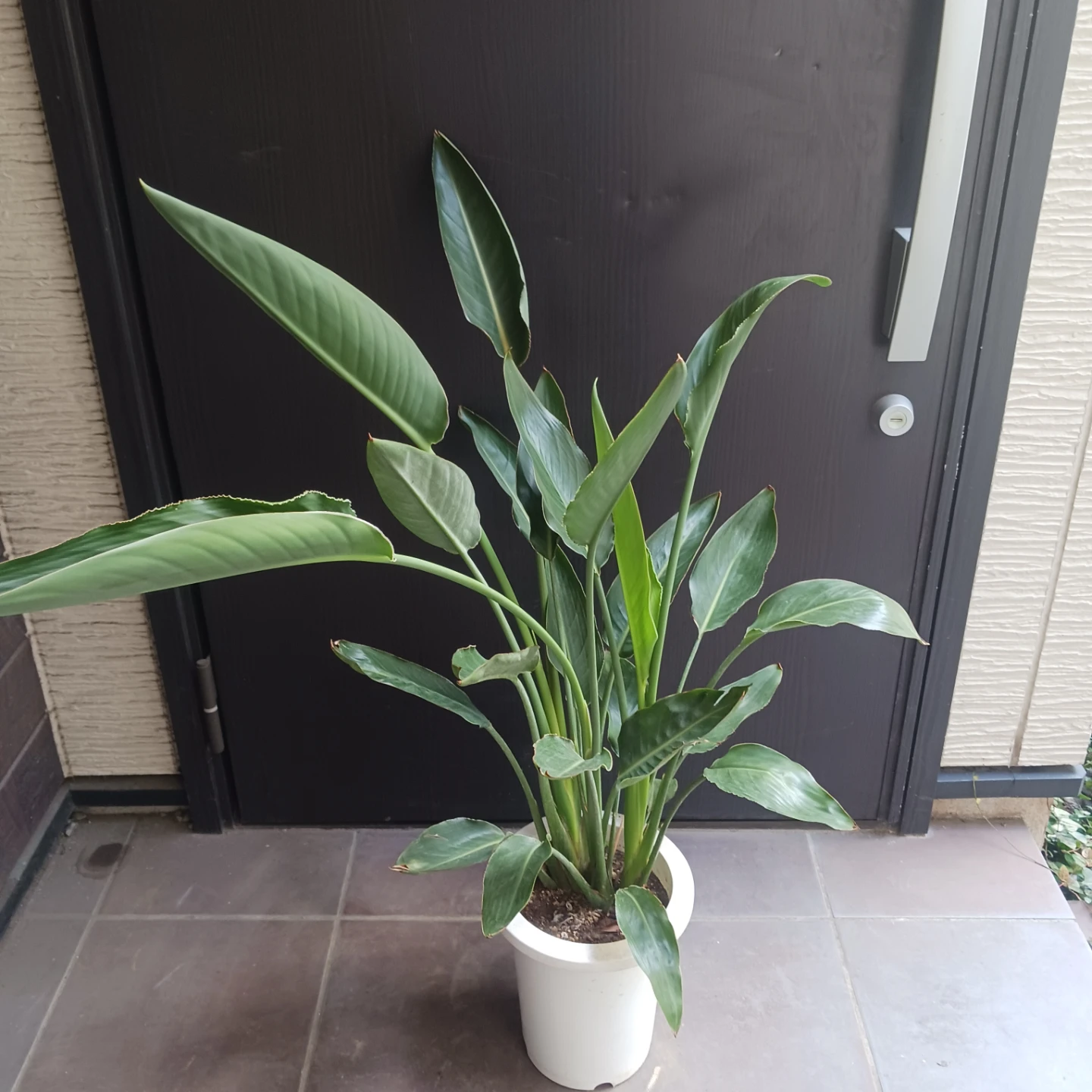 強くて丈夫★ストレリチア　7号　レギネ　極楽鳥花　ゴクラクチョウカ　観葉植物　ストレチアの写真5枚目