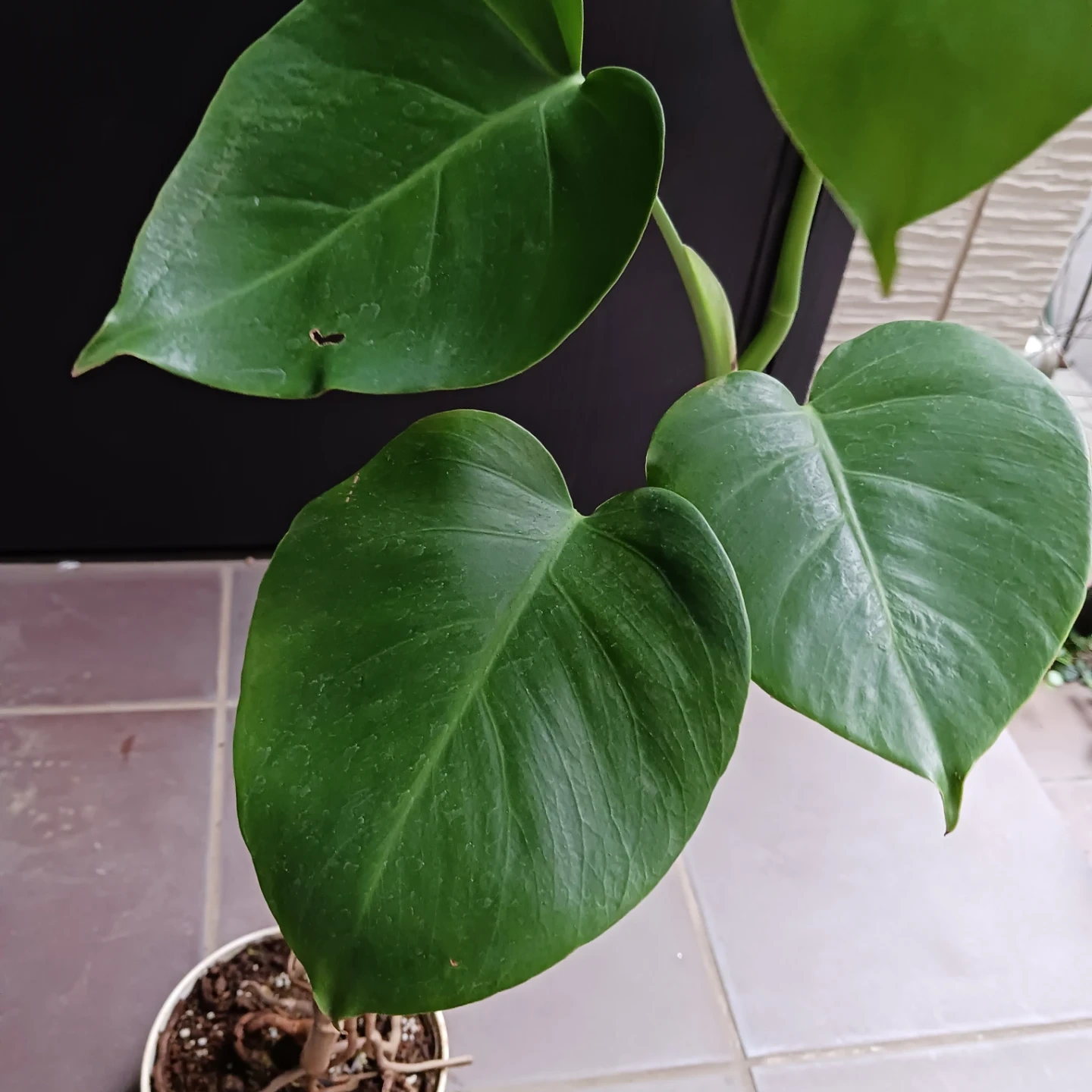 まとめ買い対象★モンステラ 5号 観葉植物の写真7枚目