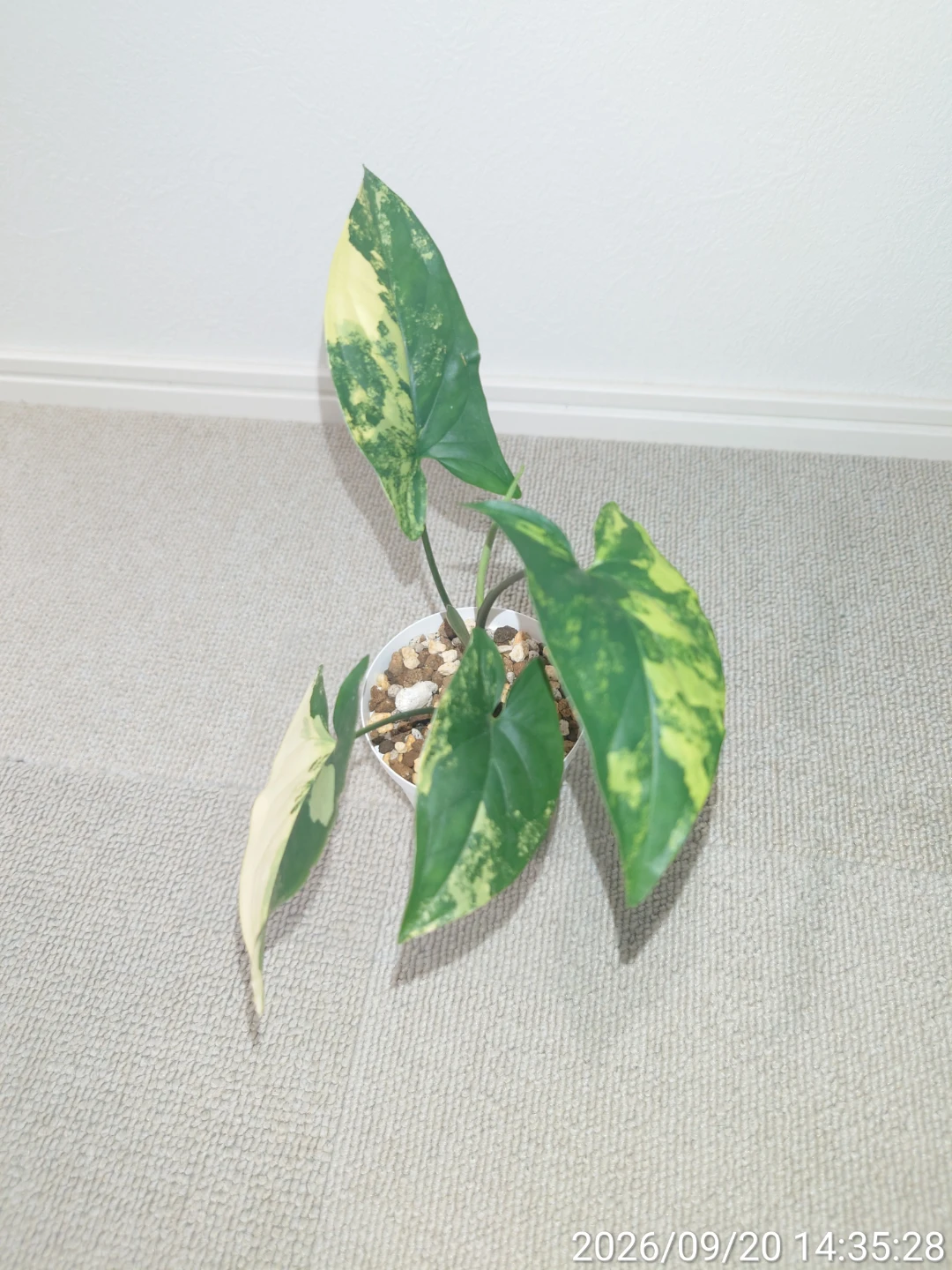 シンゴニウム カリフォルニアゴールド 観葉植物の写真2枚目