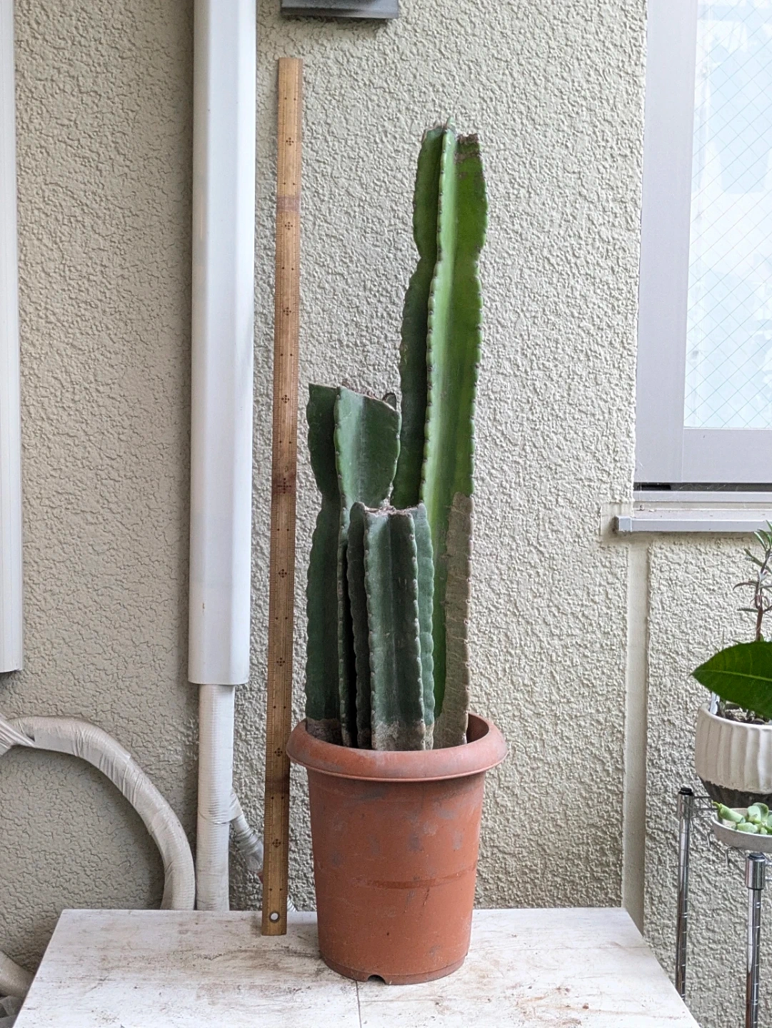 柱サボテン 観葉植物
