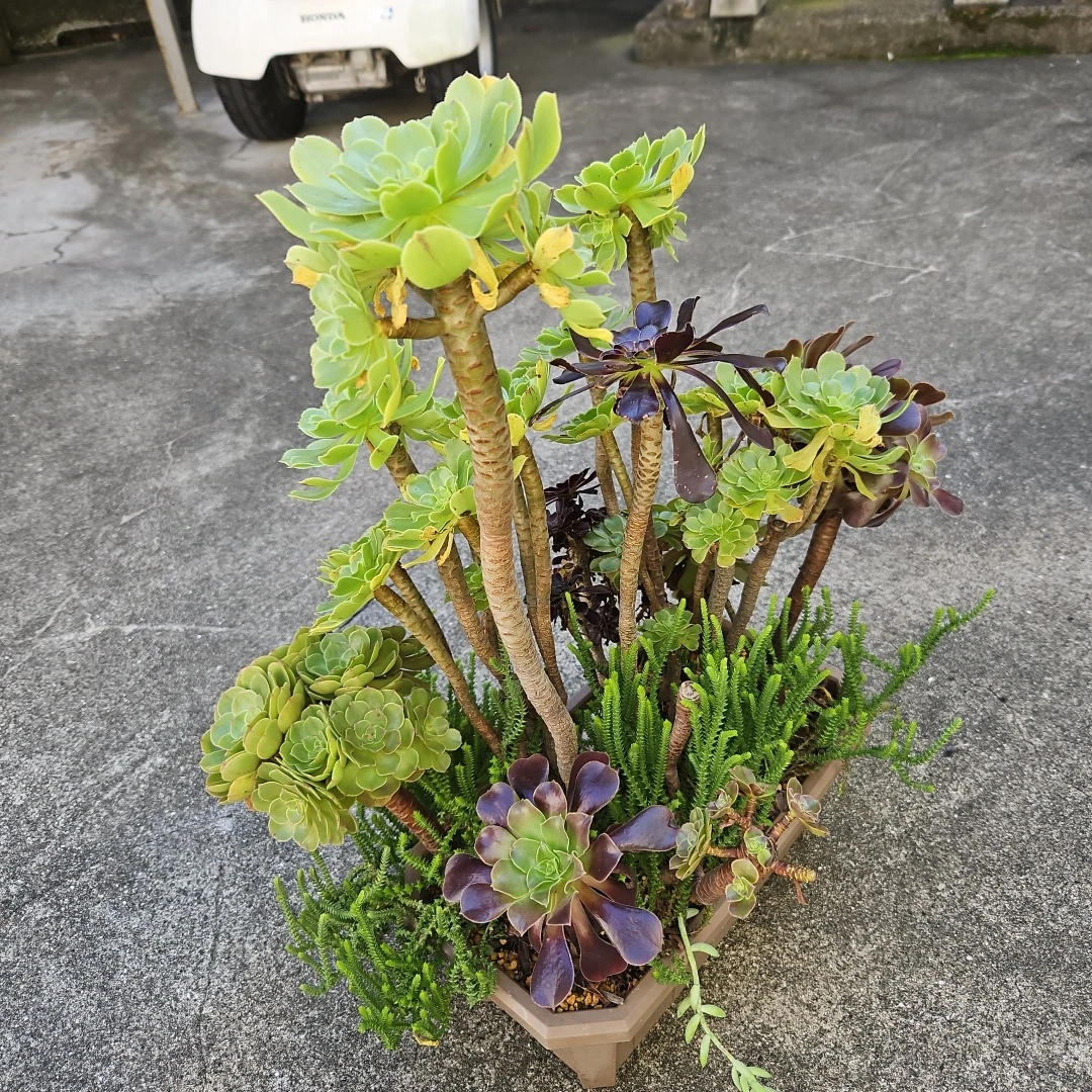 アエオニウム 寄せ植え 多肉植物の写真3枚目