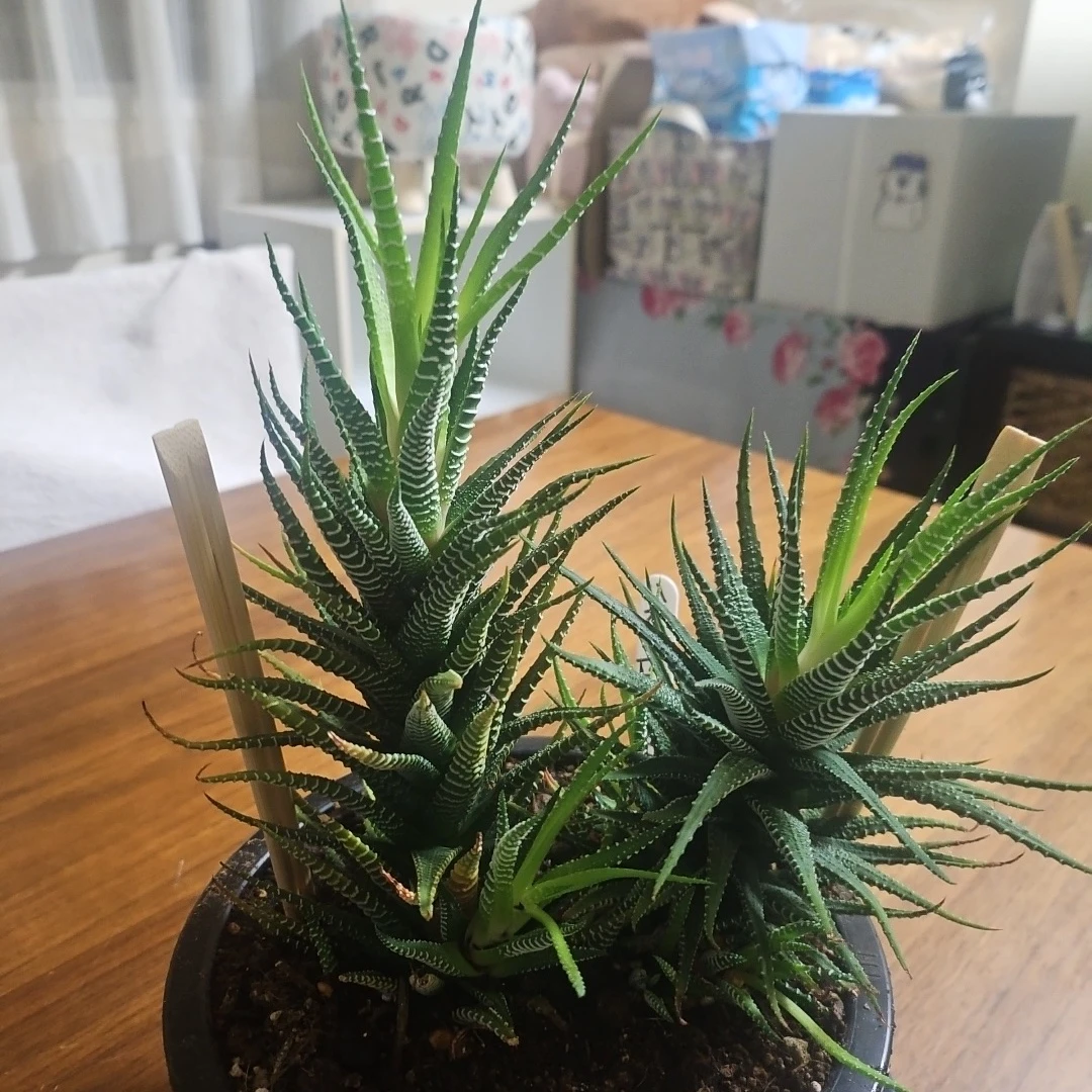 ◽ハオルチア◽ 十二の巻 ◽2株寄せ植えの写真2枚目