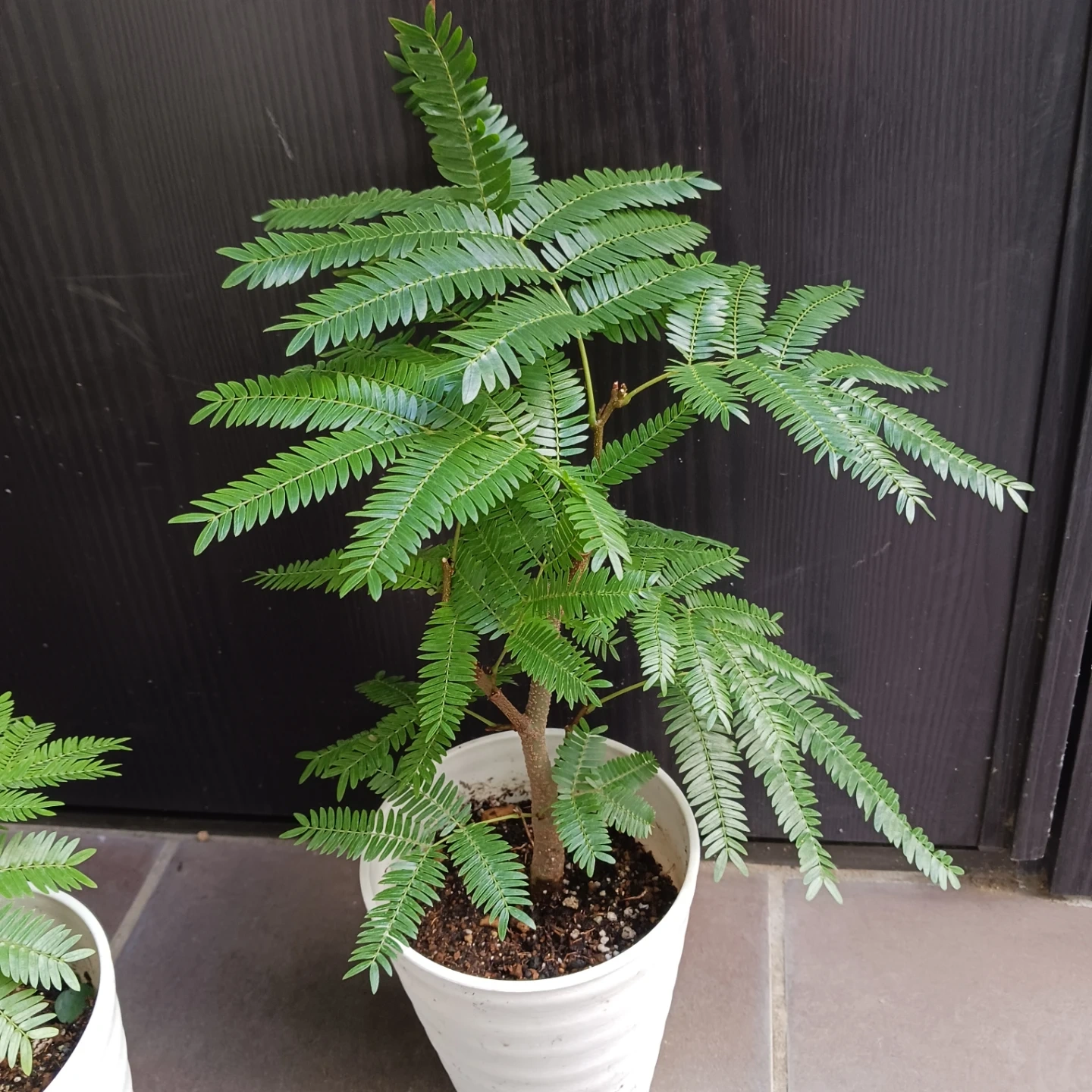 エバーフレッシュ 4号 観葉植物の写真7枚目