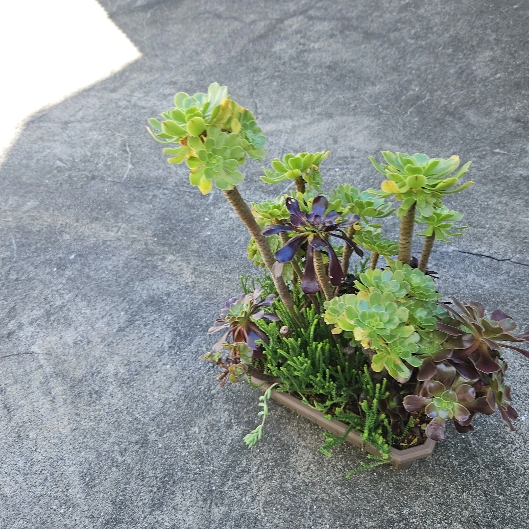 アエオニウム 寄せ植え 多肉植物の写真4枚目