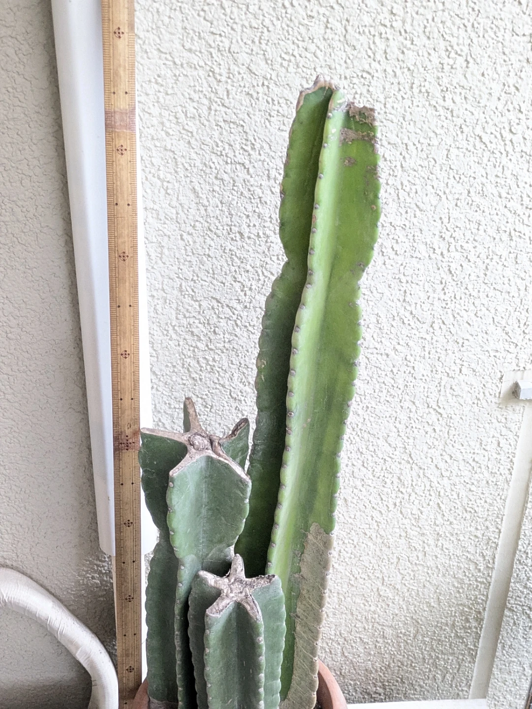 柱サボテン 観葉植物の写真2枚目