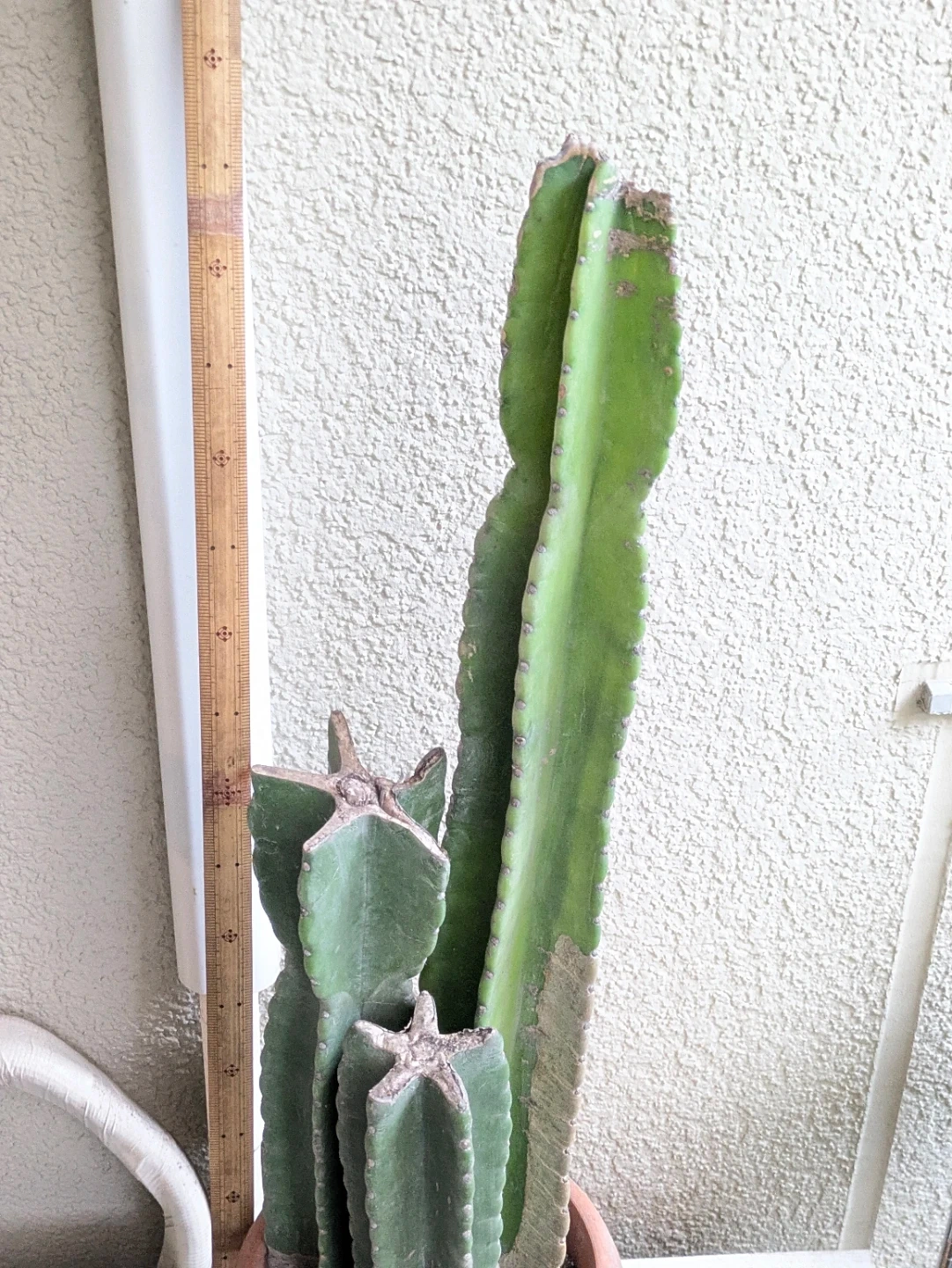 柱サボテン 観葉植物の写真2枚目