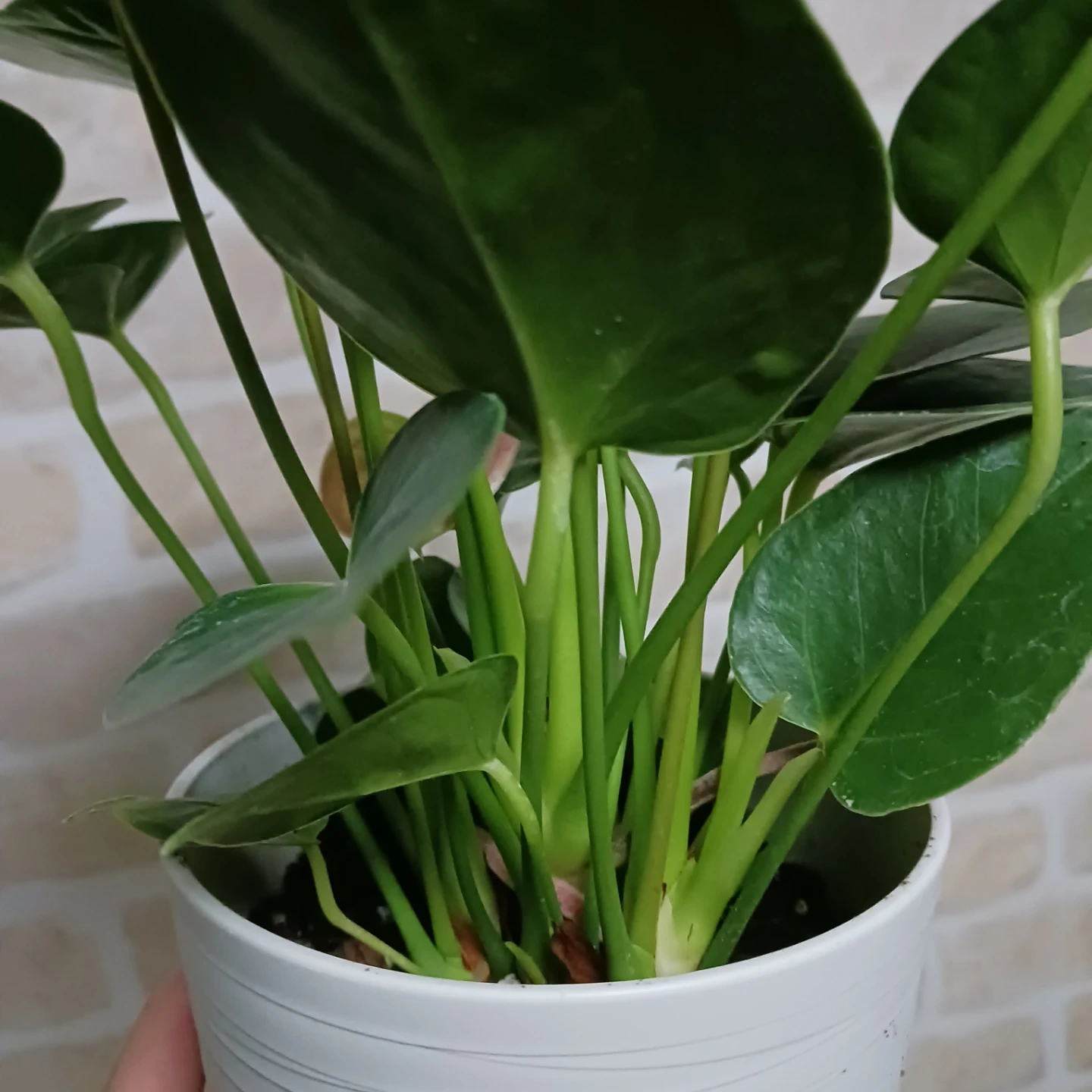 アンスリウム ロイヤルピンクチャンピョン 4号 観葉植物の写真4枚目