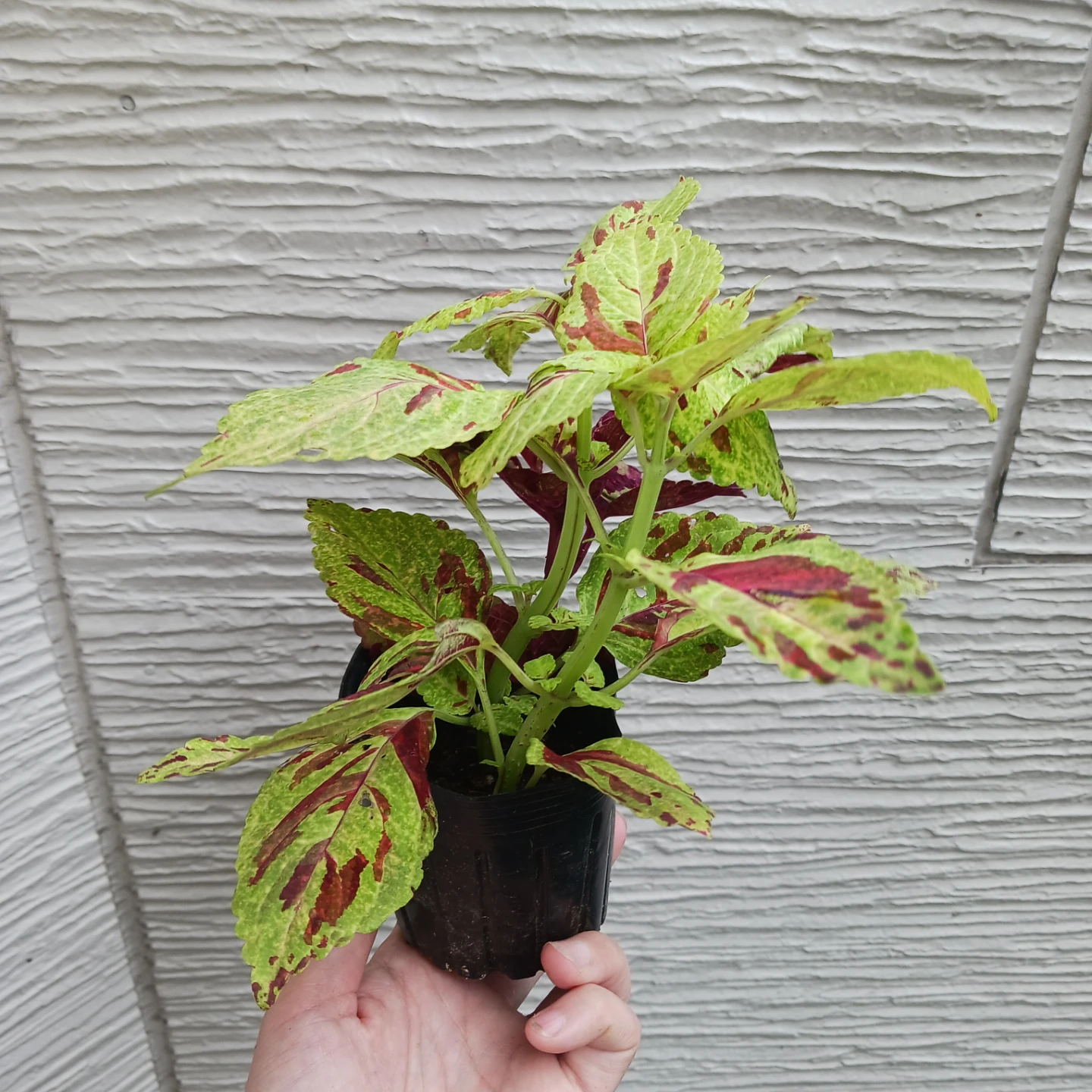 コリウス　3号ポット苗　カラーリーフ　寄せ植えの写真2枚目