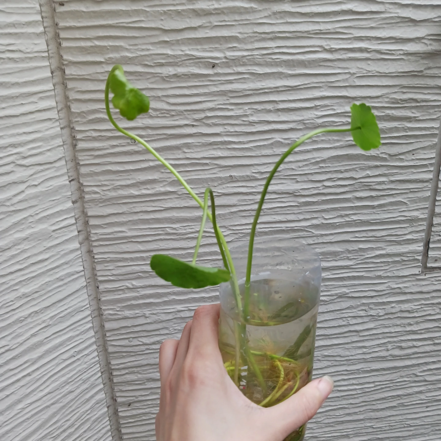 ウォーターコイン　ウォーターマッシュルーム　水草　ビオトープの写真5枚目