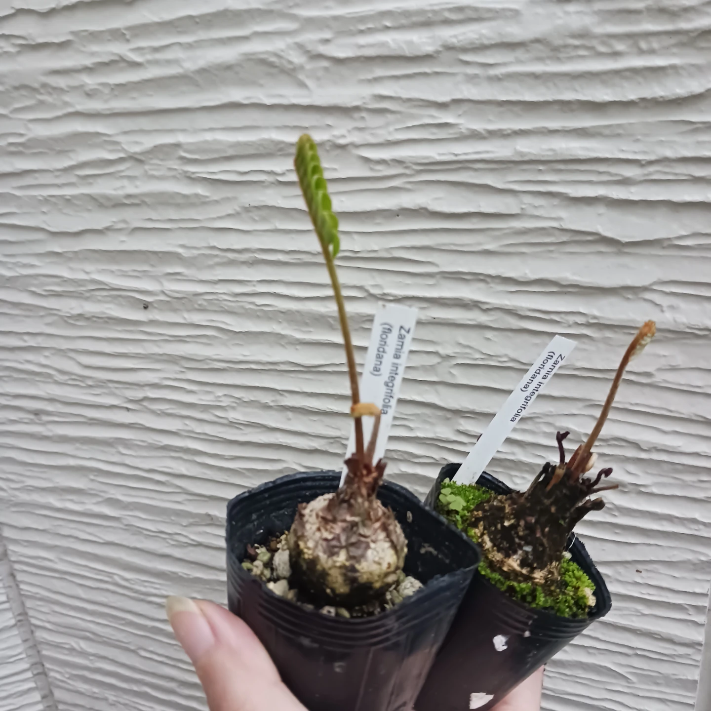 ザミアフロリダーナ　2号　観葉植物　インテグリフォリアの写真5枚目
