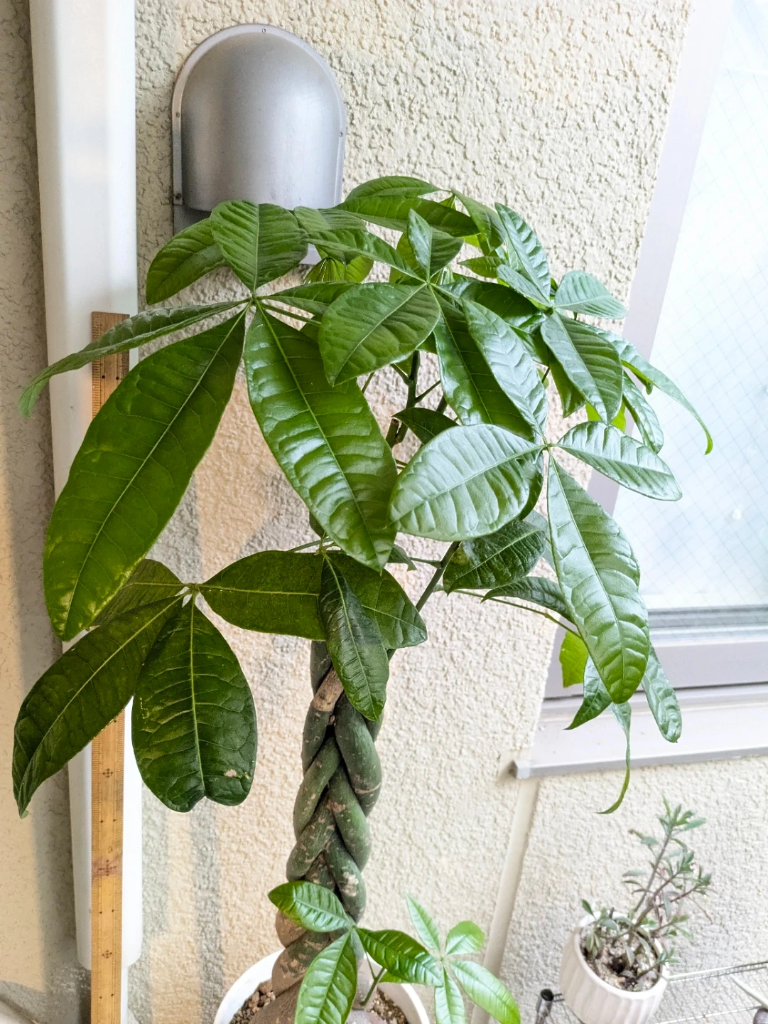 パキラ 編み込み 観葉植物 白鉢プラ鉢