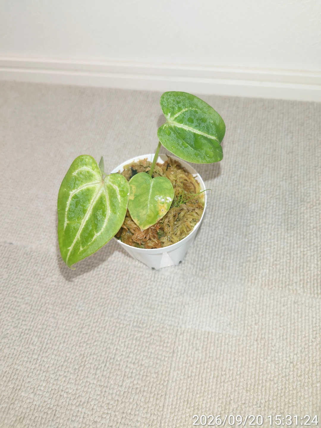 アンスリウム  フォルゲッティ 観葉植物 白鉢の写真2枚目
