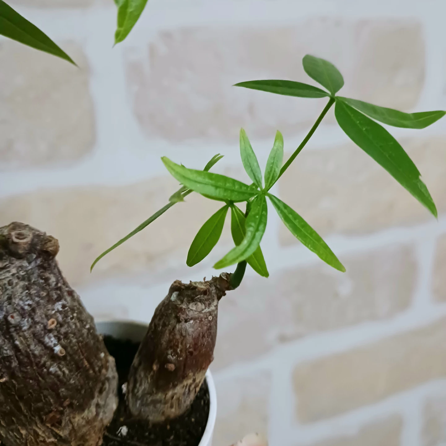 ぷっくり太幹 パキラ　2号　観葉植物　ミニの写真8枚目