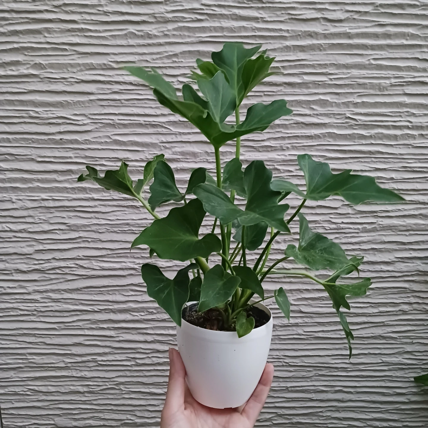 セローム 3号 観葉植物の写真2枚目