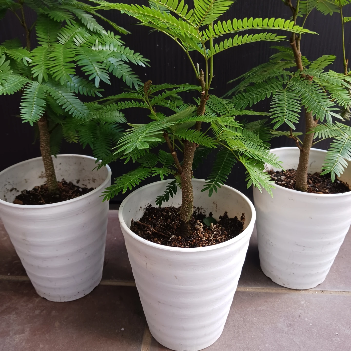 エバーフレッシュ　4号　観葉植物の写真4枚目