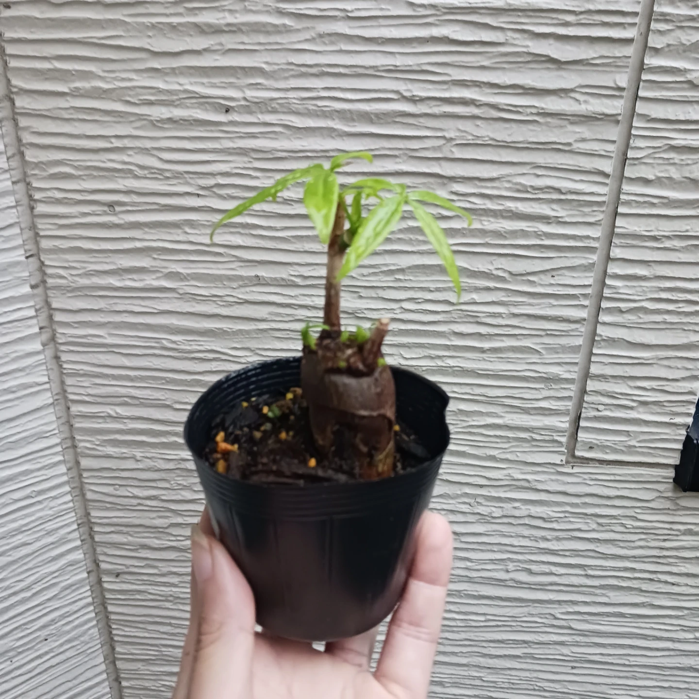ぷっくり幹太★パキラ 2.5号 観葉植物の写真9枚目