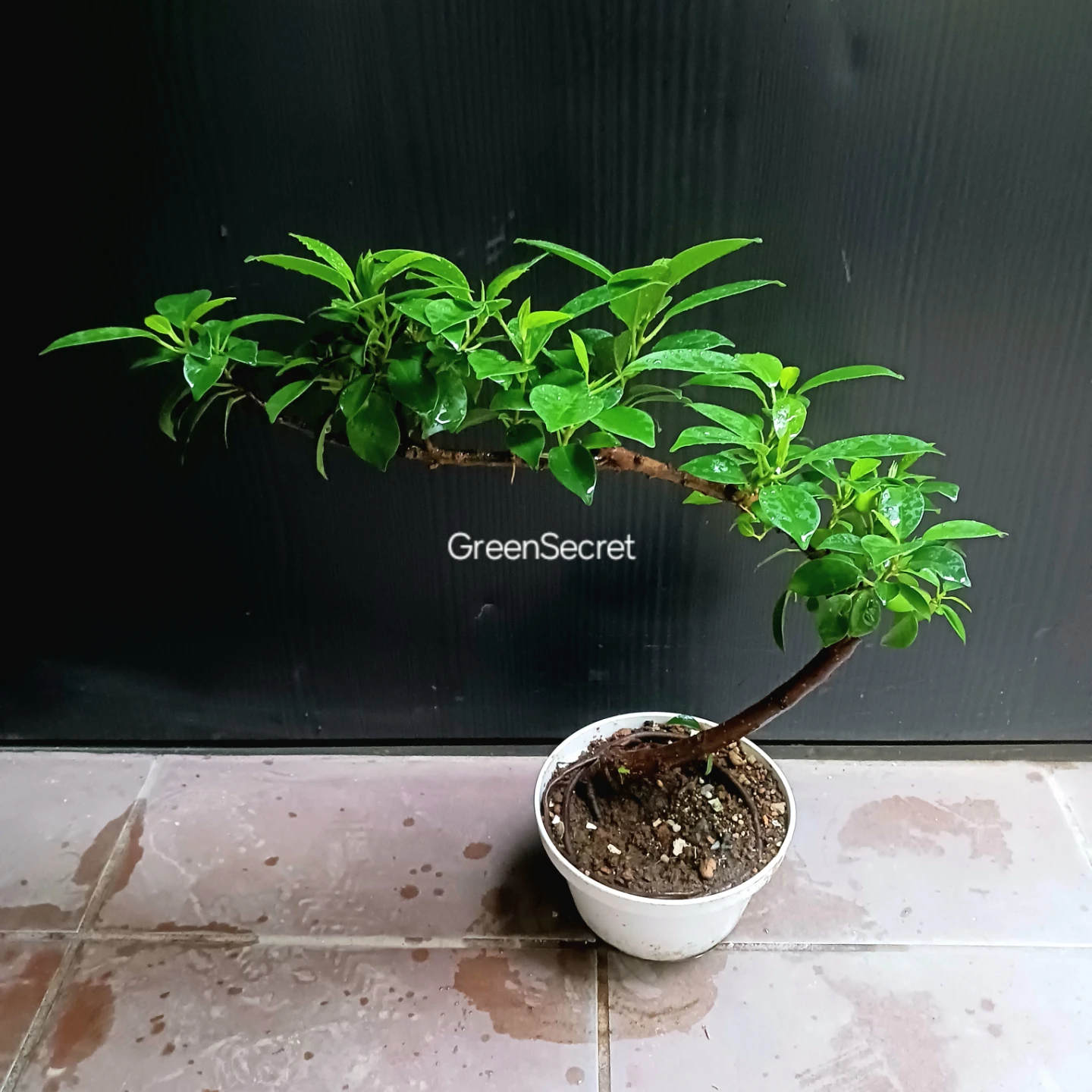まとめ買い対象★フィカスナナ　曲がり　5号　観葉植物の写真2枚目