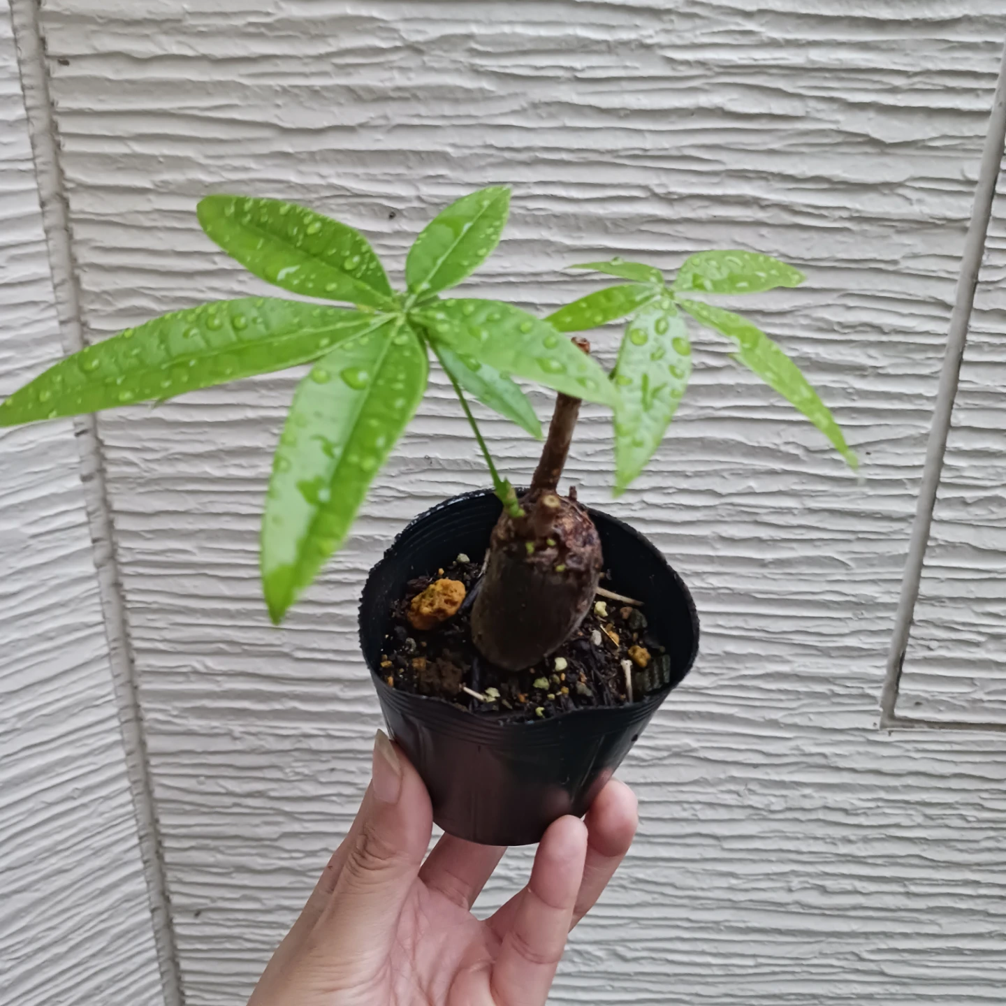 ぷっくり幹太★パキラ　2.5号　観葉植物の写真2枚目