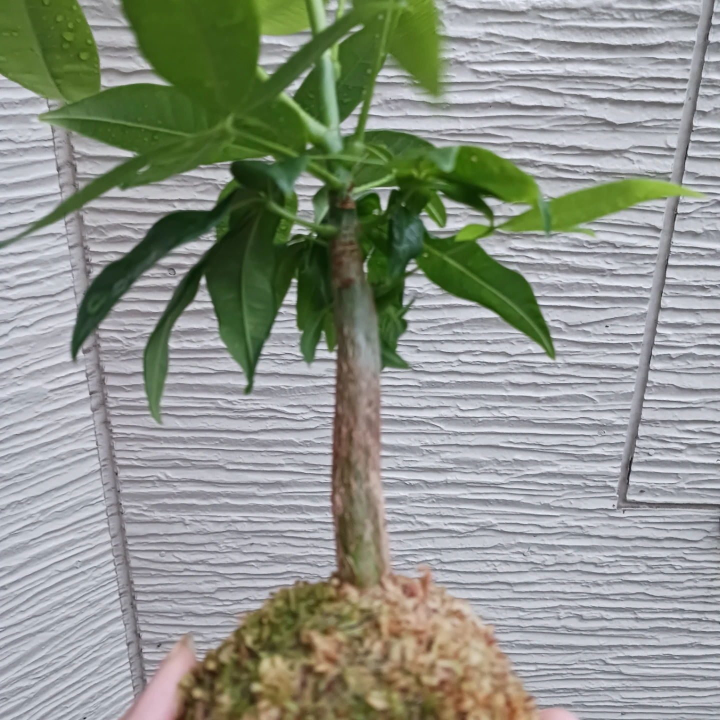 苔玉★パキラ 観葉植物の写真9枚目