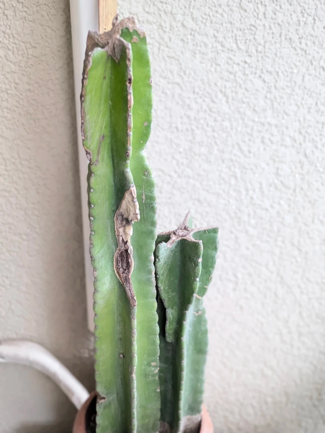 柱サボテン 観葉植物の写真5枚目