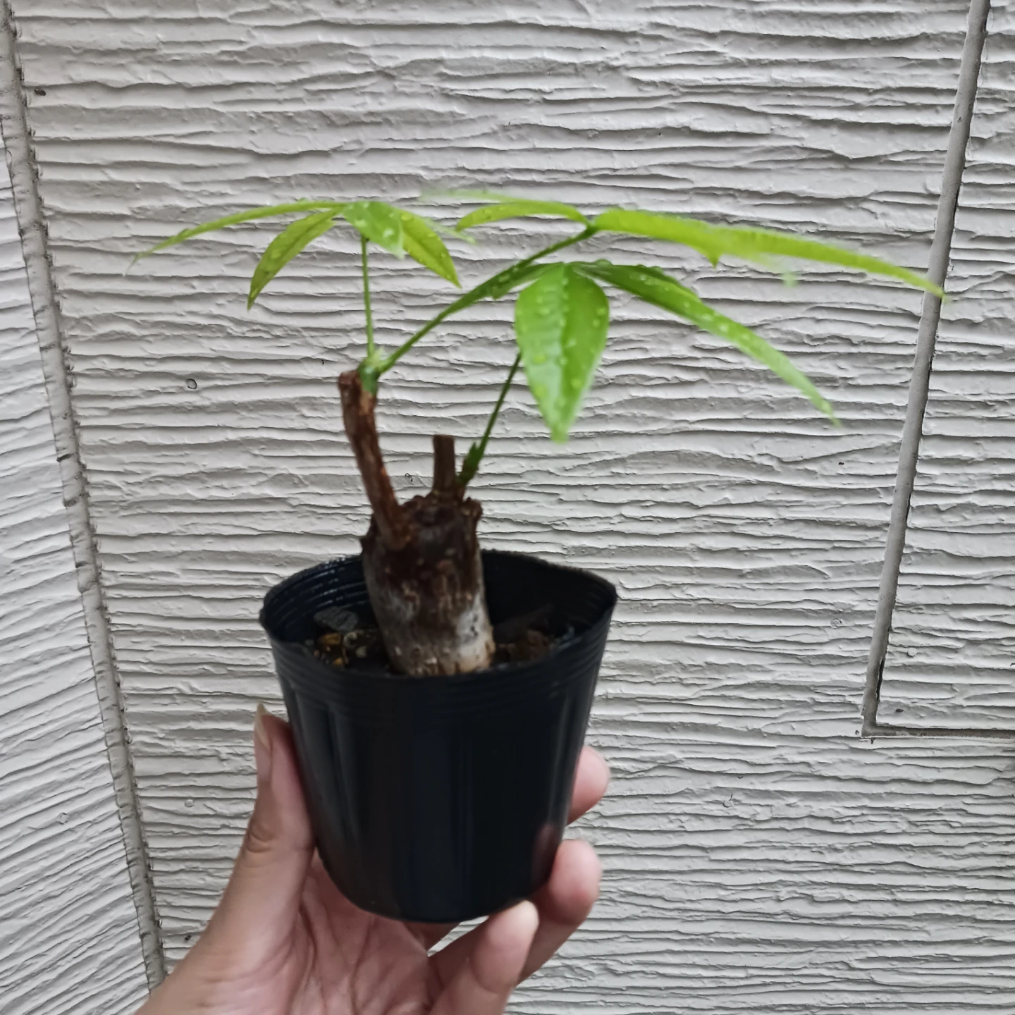 ぷっくり幹太★パキラ　2.5号　観葉植物の写真3枚目