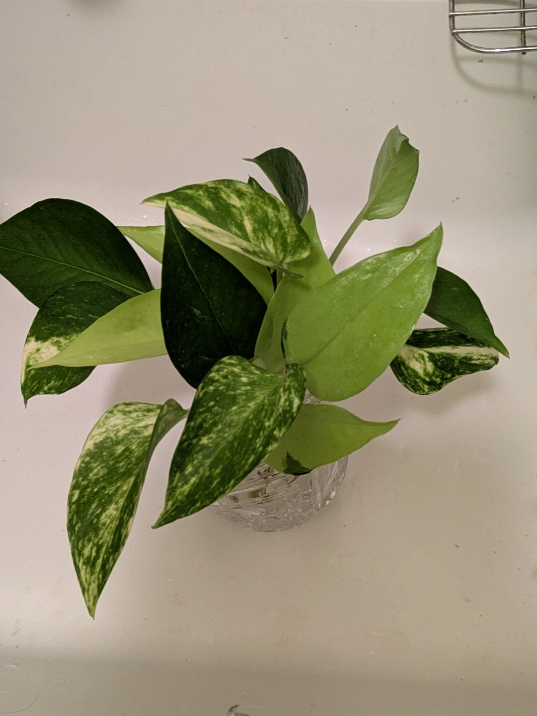 ポトス 水挿し用 斑入り 観葉植物