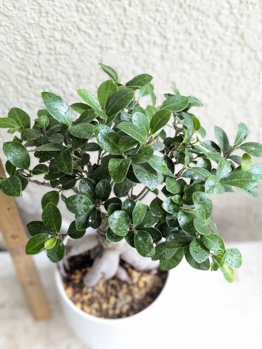 ガジュマル 観葉植物 白陶器鉢付きの写真2枚目