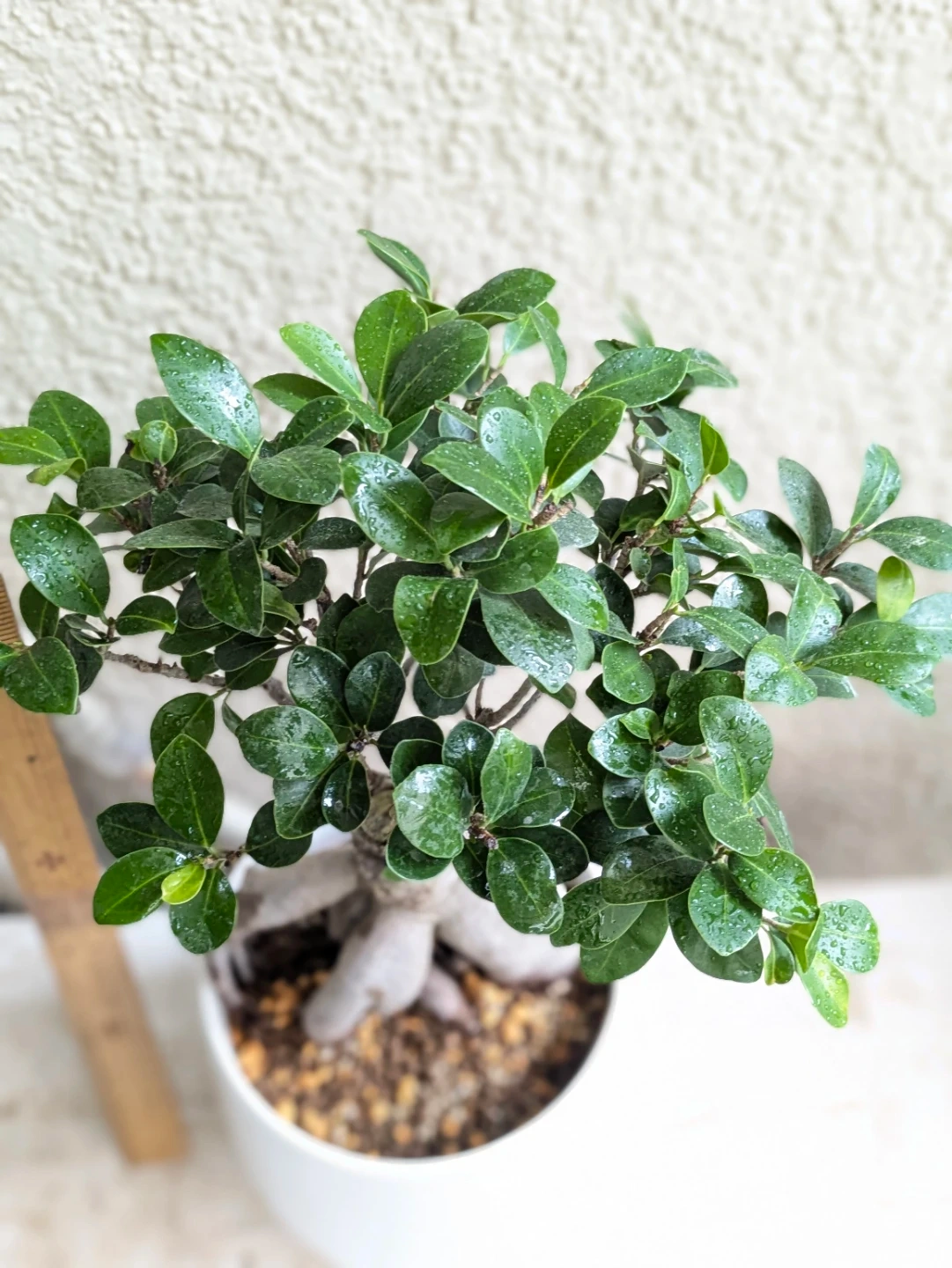 ガジュマル 観葉植物 白陶器鉢付きの写真2枚目