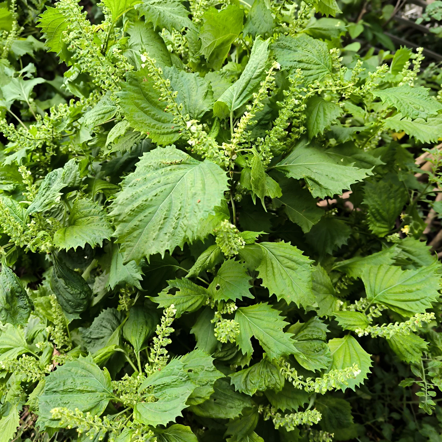 大葉（しそ） 苗 植物