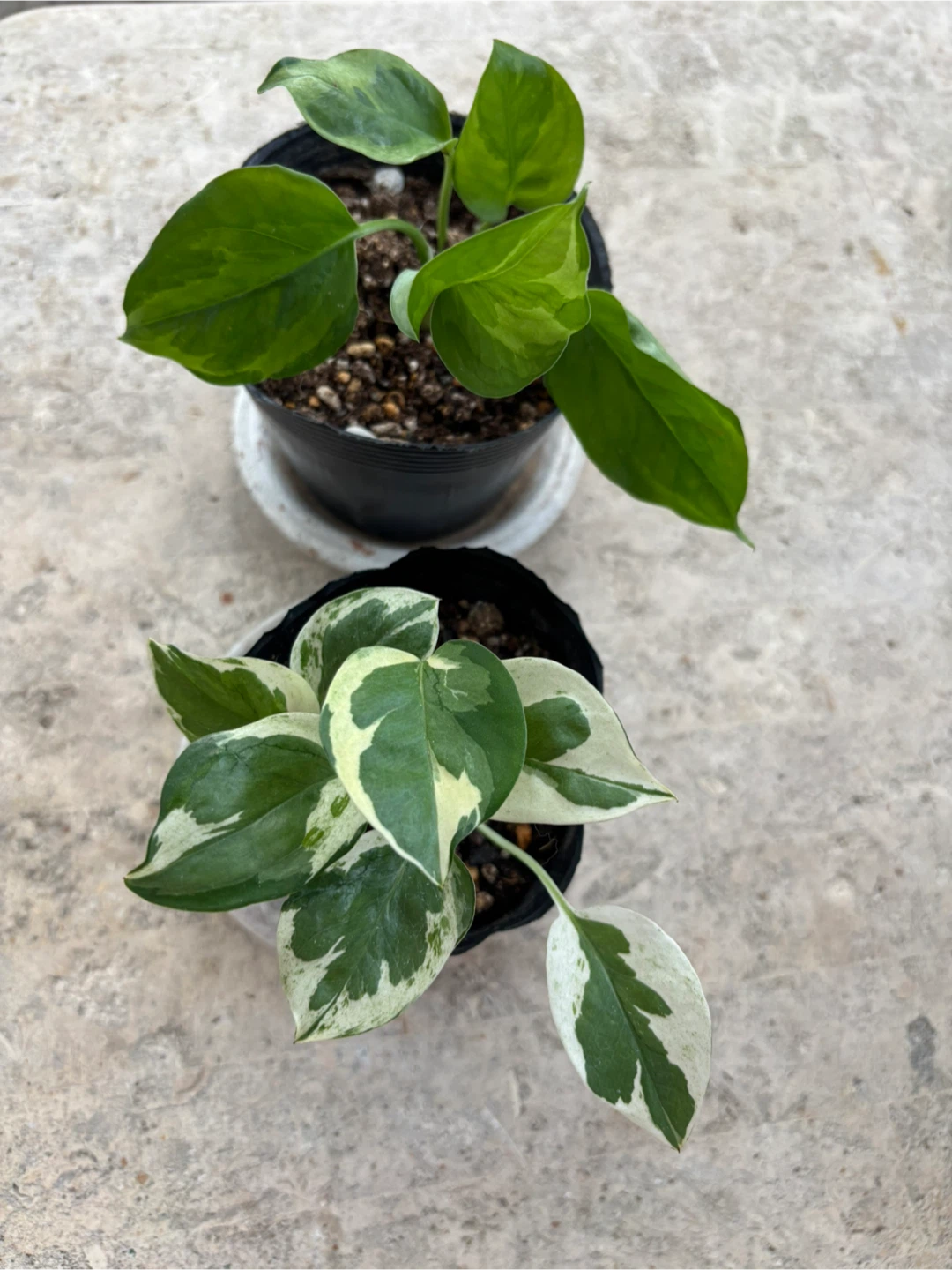 観葉植物　流通量少なめポトス（エメラルド＆エンジョイ）2種セット