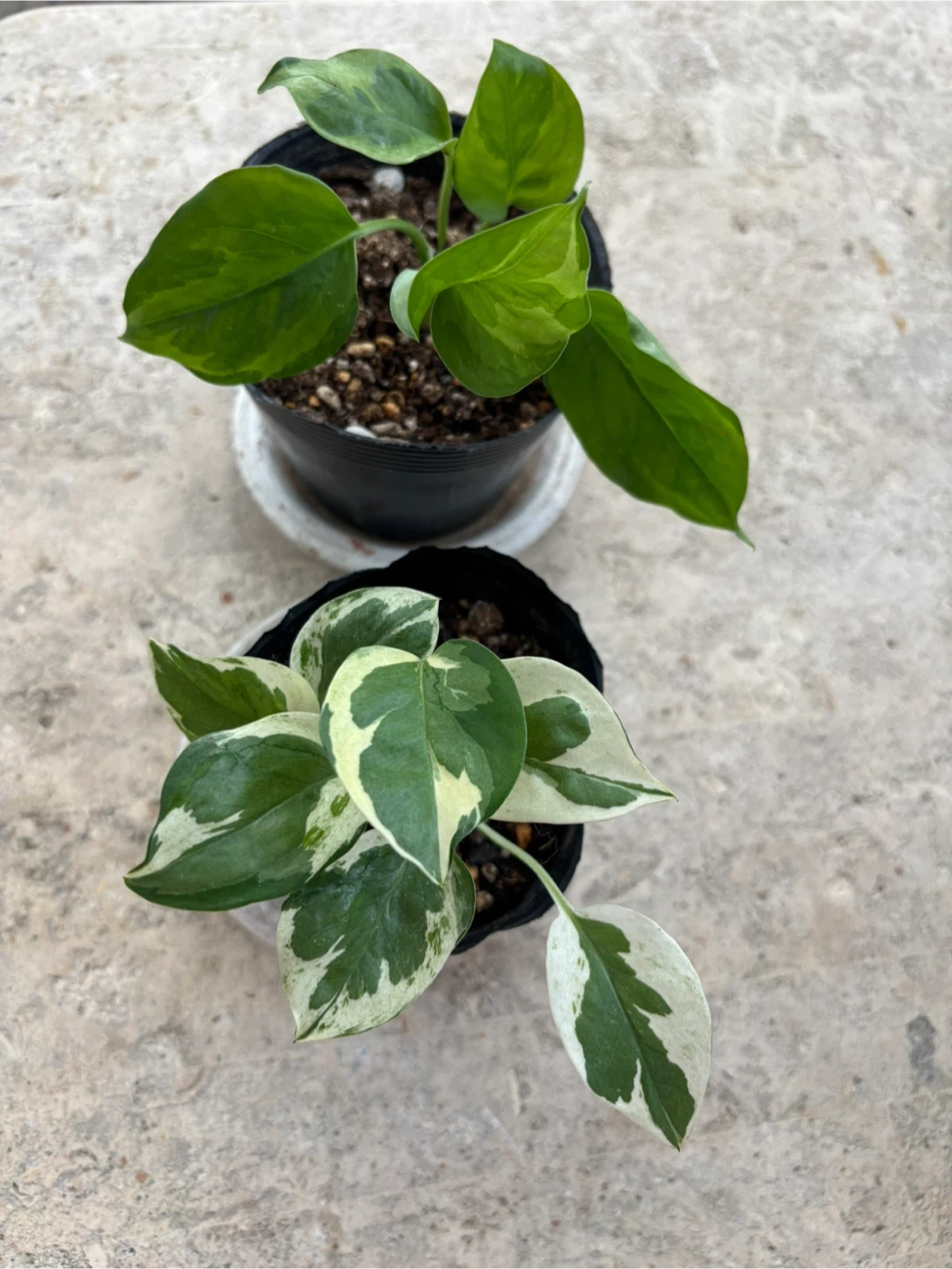 観葉植物 流通量少なめポトス(エメラルド&エンジョイ)2種セット