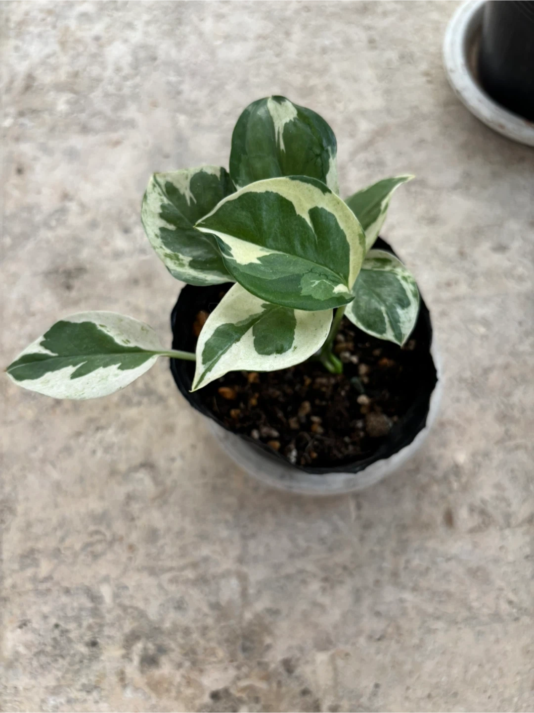 観葉植物 流通量少なめポトス(エメラルド&エンジョイ)2種セットの写真3枚目