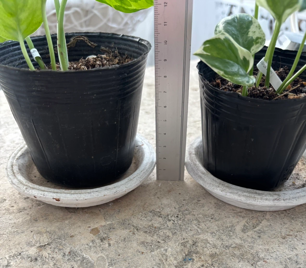 観葉植物 流通量少なめポトス(エメラルド&エンジョイ)2種セットの写真5枚目