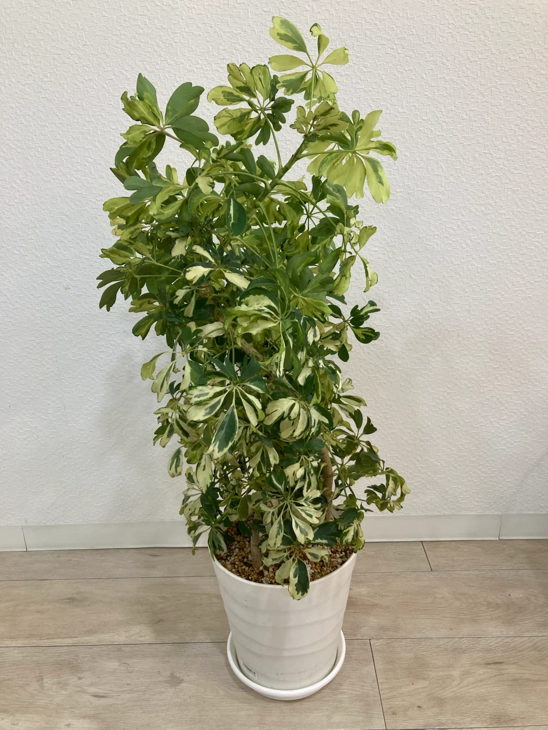 斑入りカポック(シェフレラ) 観葉植物